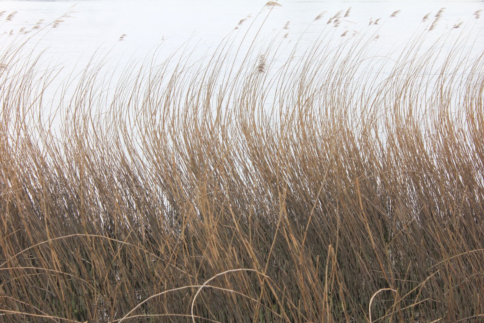 Canon EOS 550D (EOS Rebel T2i / EOS Kiss X4) sample photo. Reed, wind, wavy photography