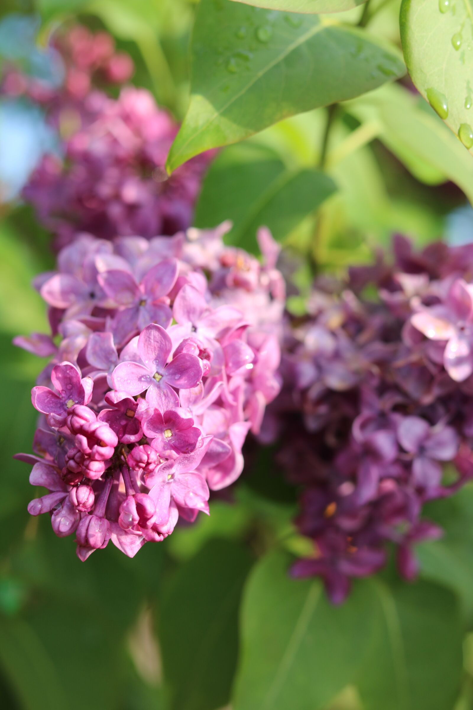 Canon EOS 760D (EOS Rebel T6s / EOS 8000D) + Canon EF 50mm F1.8 STM sample photo. Lilac, nature, spring photography