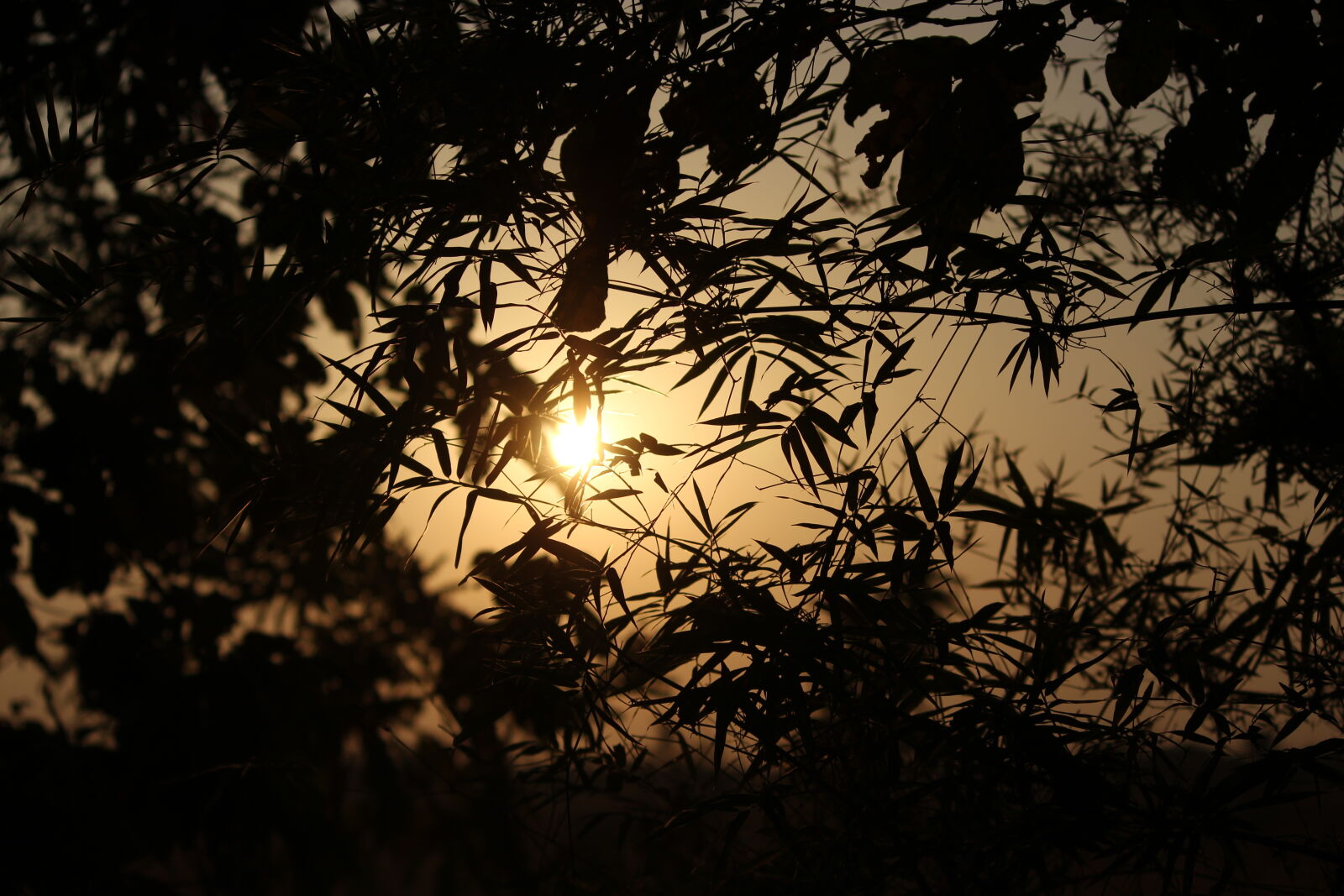 Canon EOS 700D (EOS Rebel T5i / EOS Kiss X7i) sample photo