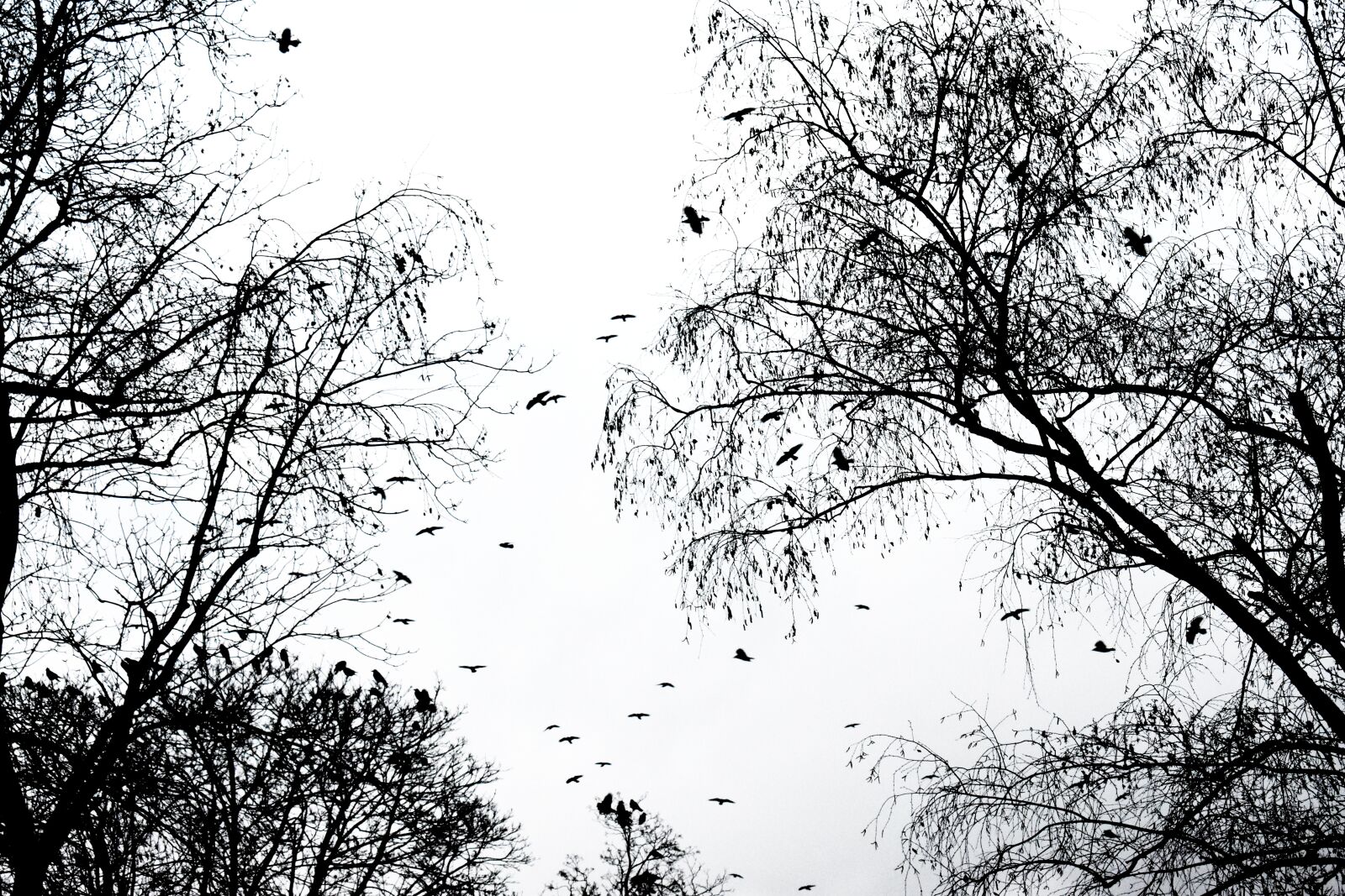 Nikon D3400 sample photo. Birds, crows, trees photography
