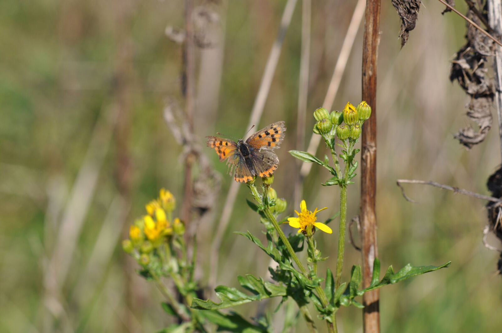 Nikon D5000 sample photo. Death, transience, butterfly photography