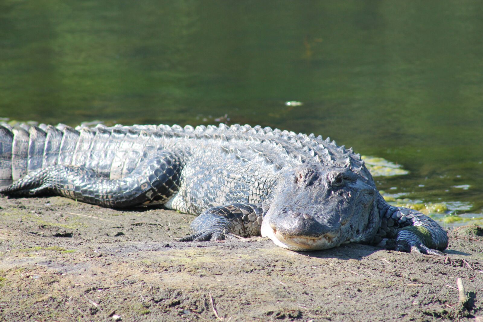 Canon EOS 1100D (EOS Rebel T3 / EOS Kiss X50) sample photo. Alligator, gator, wildlife photography