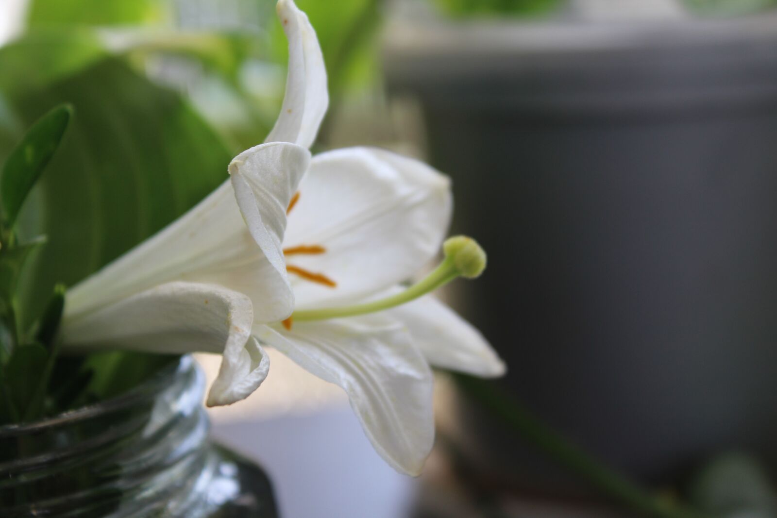 Canon EOS 1200D (EOS Rebel T5 / EOS Kiss X70 / EOS Hi) sample photo. Lily, flower, nature photography