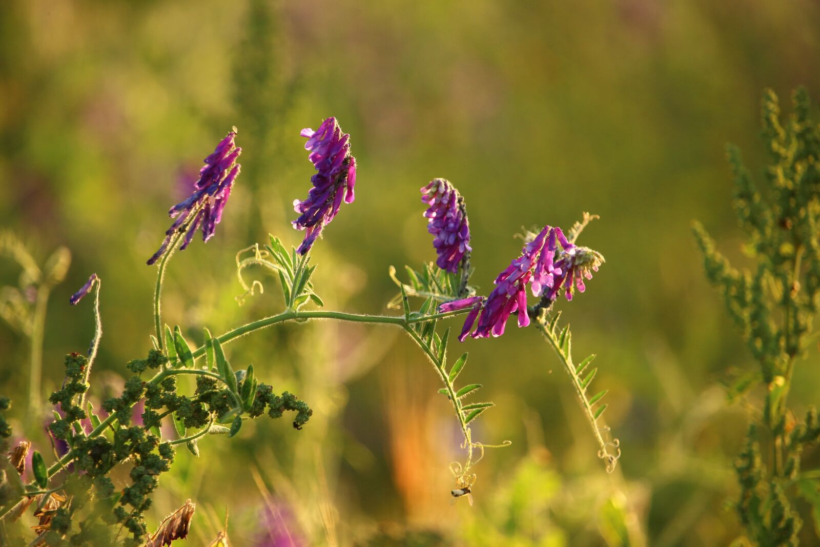Canon EOS 100D (EOS Rebel SL1 / EOS Kiss X7) sample photo. Flower, violet, bird vetch photography