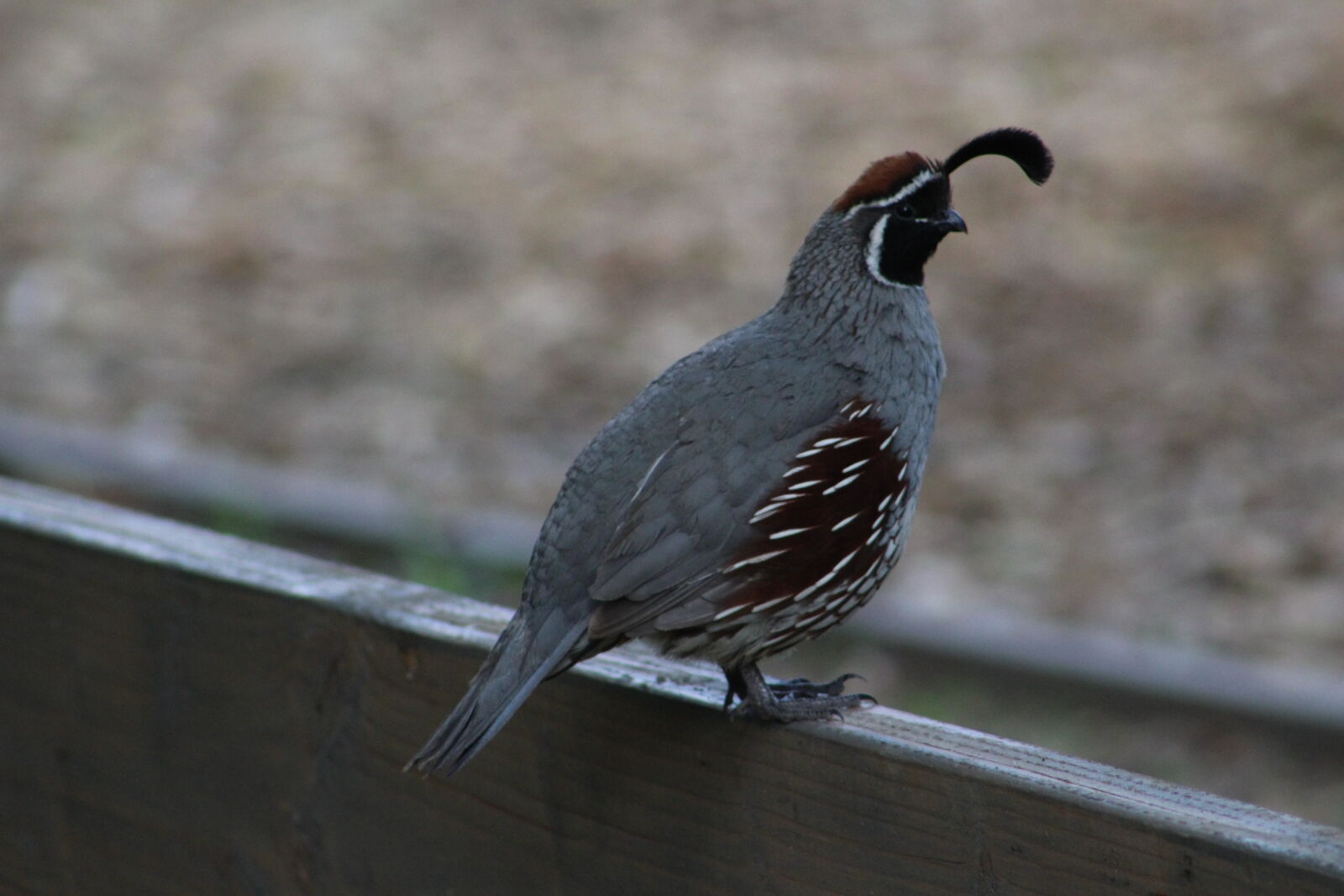 Canon EOS 1200D (EOS Rebel T5 / EOS Kiss X70 / EOS Hi) sample photo. Quail photography