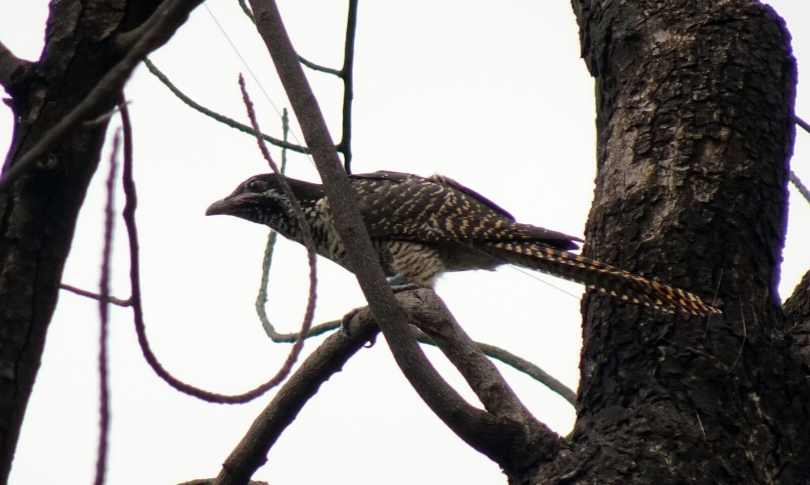 Sony DSC-WX800 sample photo. Bird, asian koel, eudynamys photography