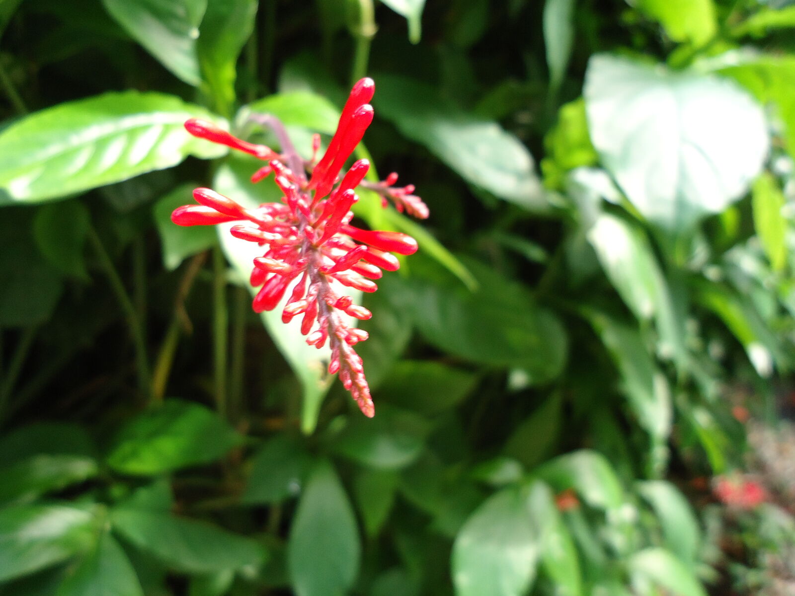 Sony Cyber-shot DSC-W610 sample photo. Flower, tropical photography