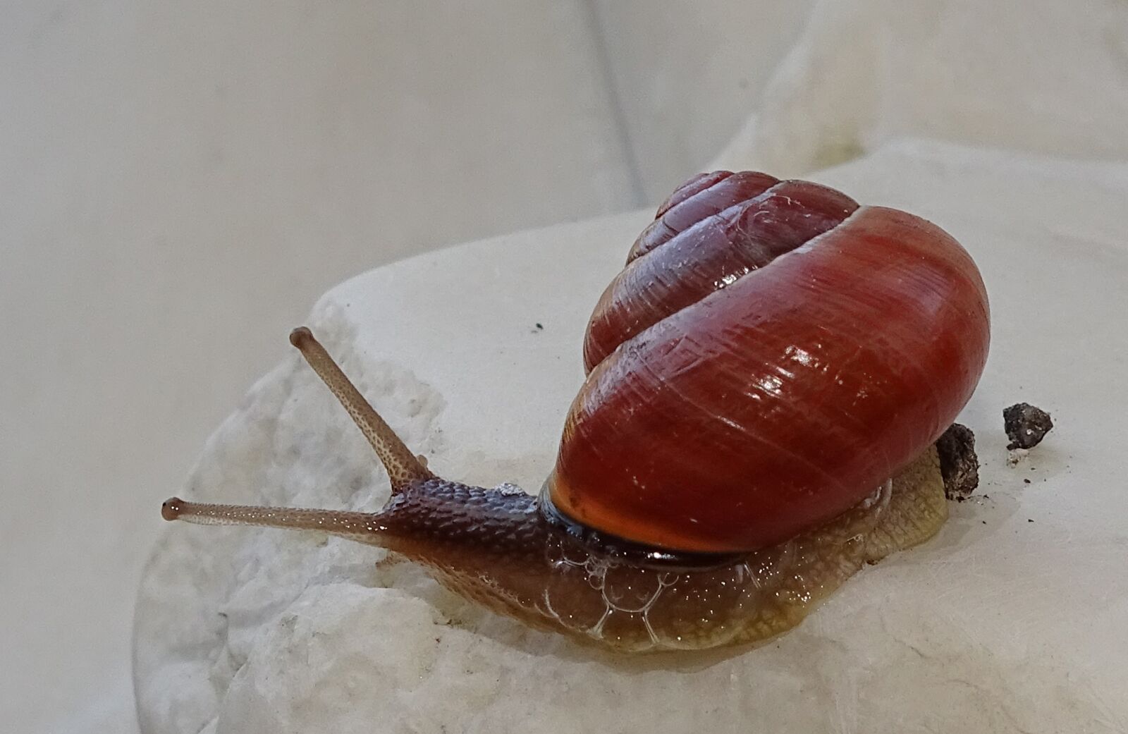Sony Cyber-shot DSC-HX400V sample photo. Snail, shellfish, garden snail photography