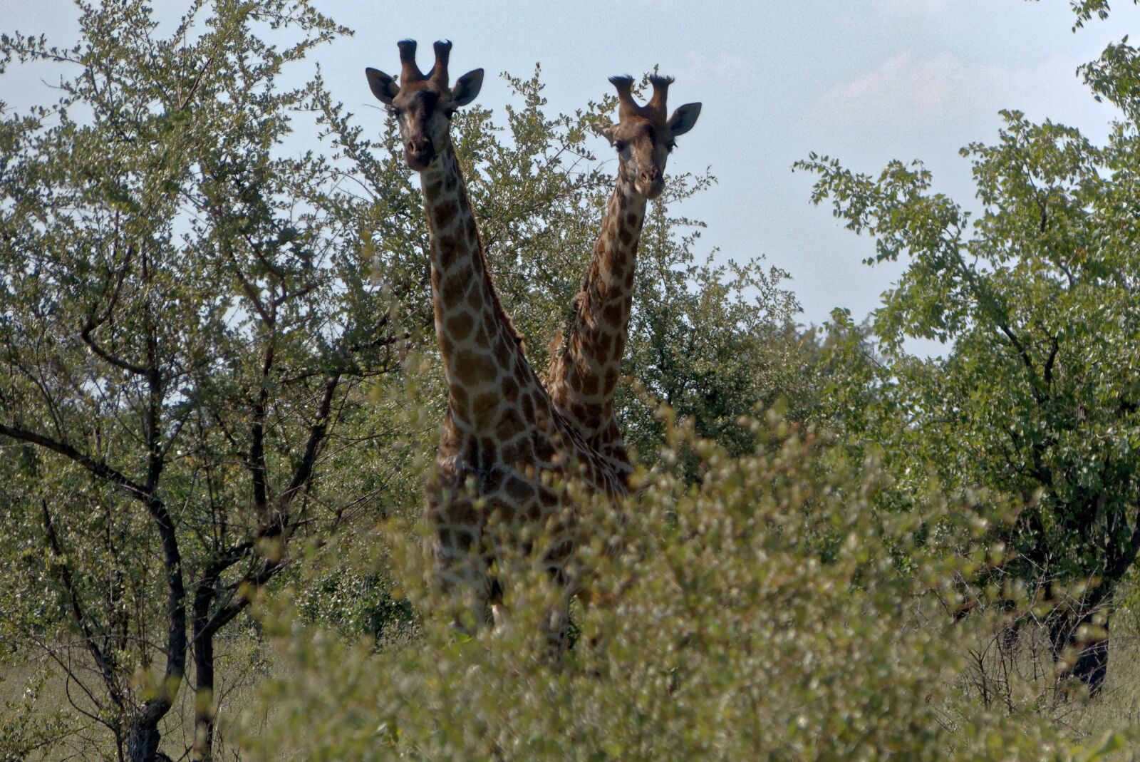 Panasonic Lumix DMC-FZ150 sample photo. Africa, kruger, giraffe photography