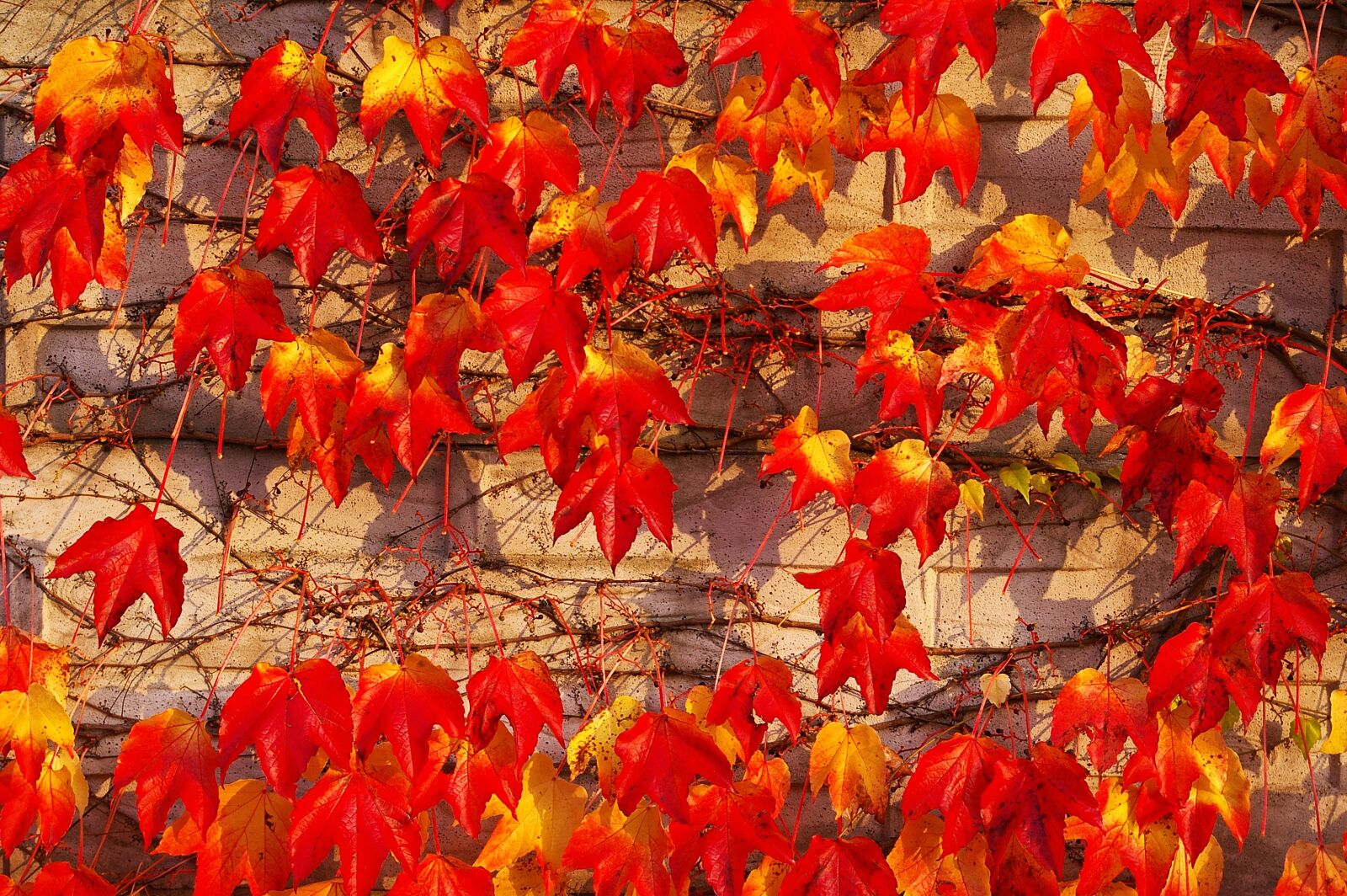Pentax *ist DL2 sample photo. Autumn, fall foliage, golden photography