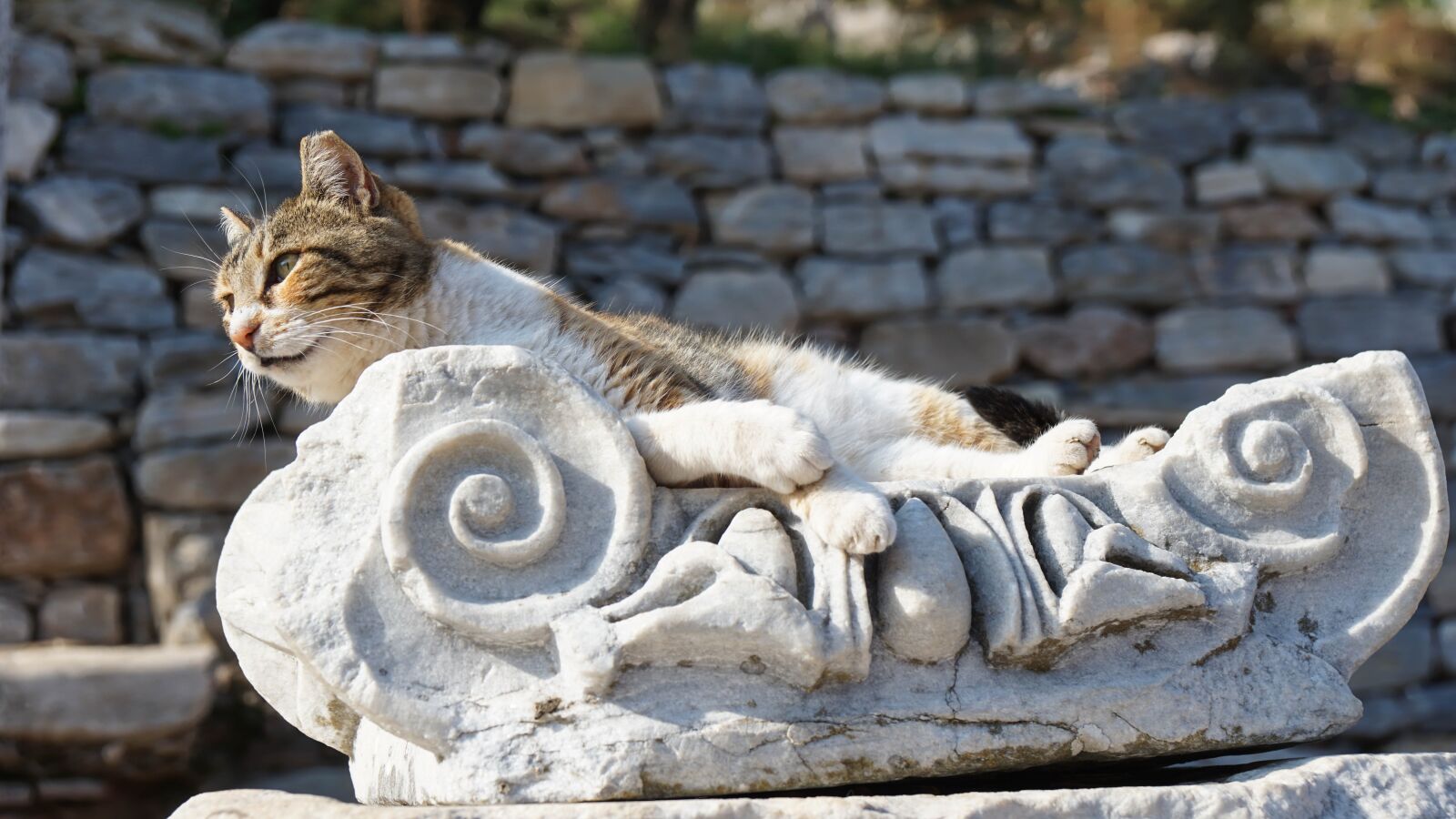 Sony a6000 + Sony Vario-Tessar T* E 16-70mm F4 ZA OSS sample photo. Cat, stone, animal photography