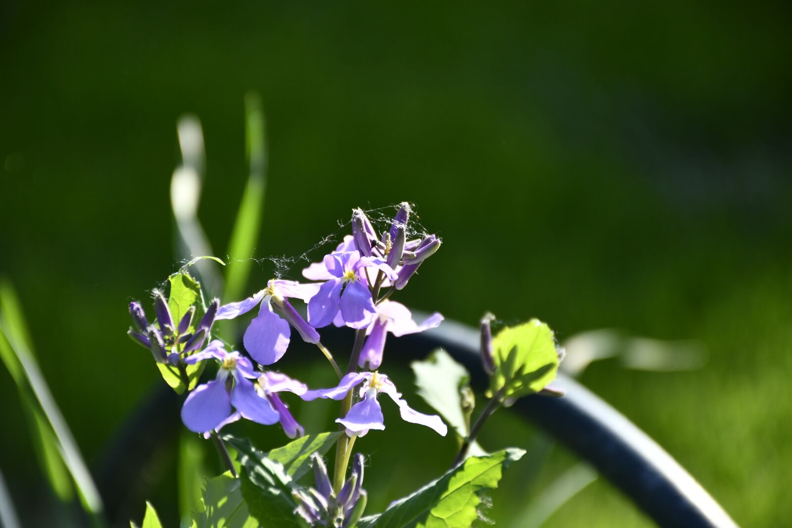 Nikon D7500 sample photo. Flowers, plant, green photography