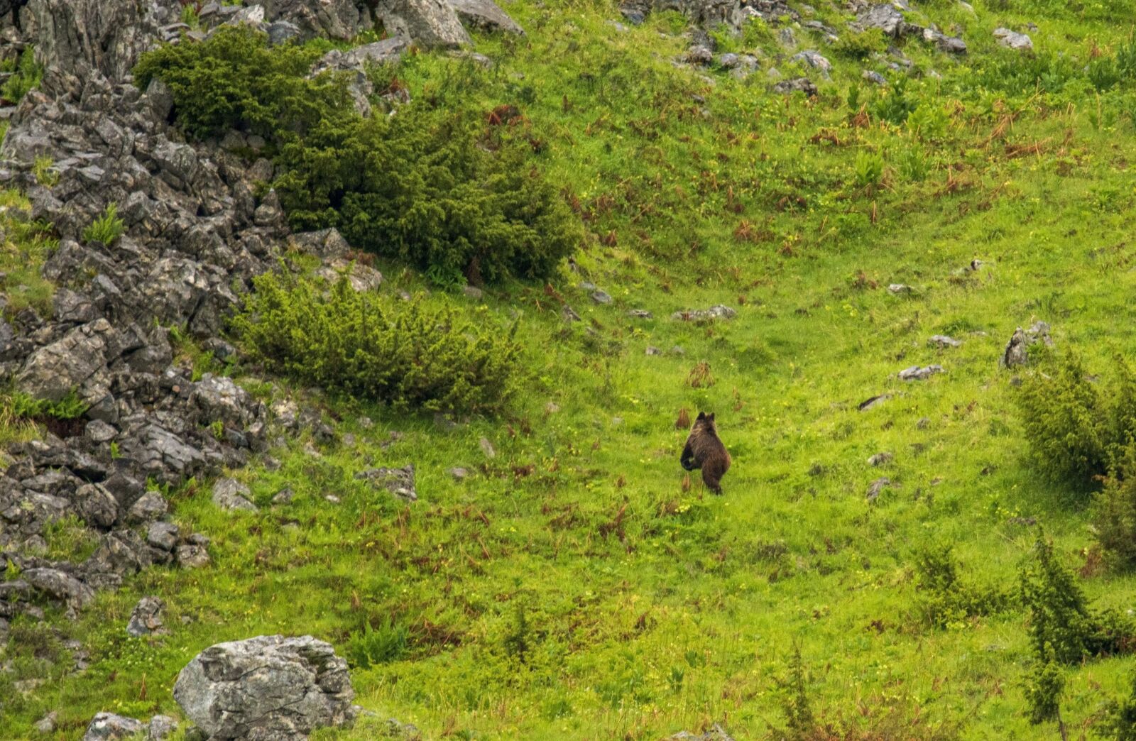 Nikon D7200 sample photo. Nature, animal, bear photography