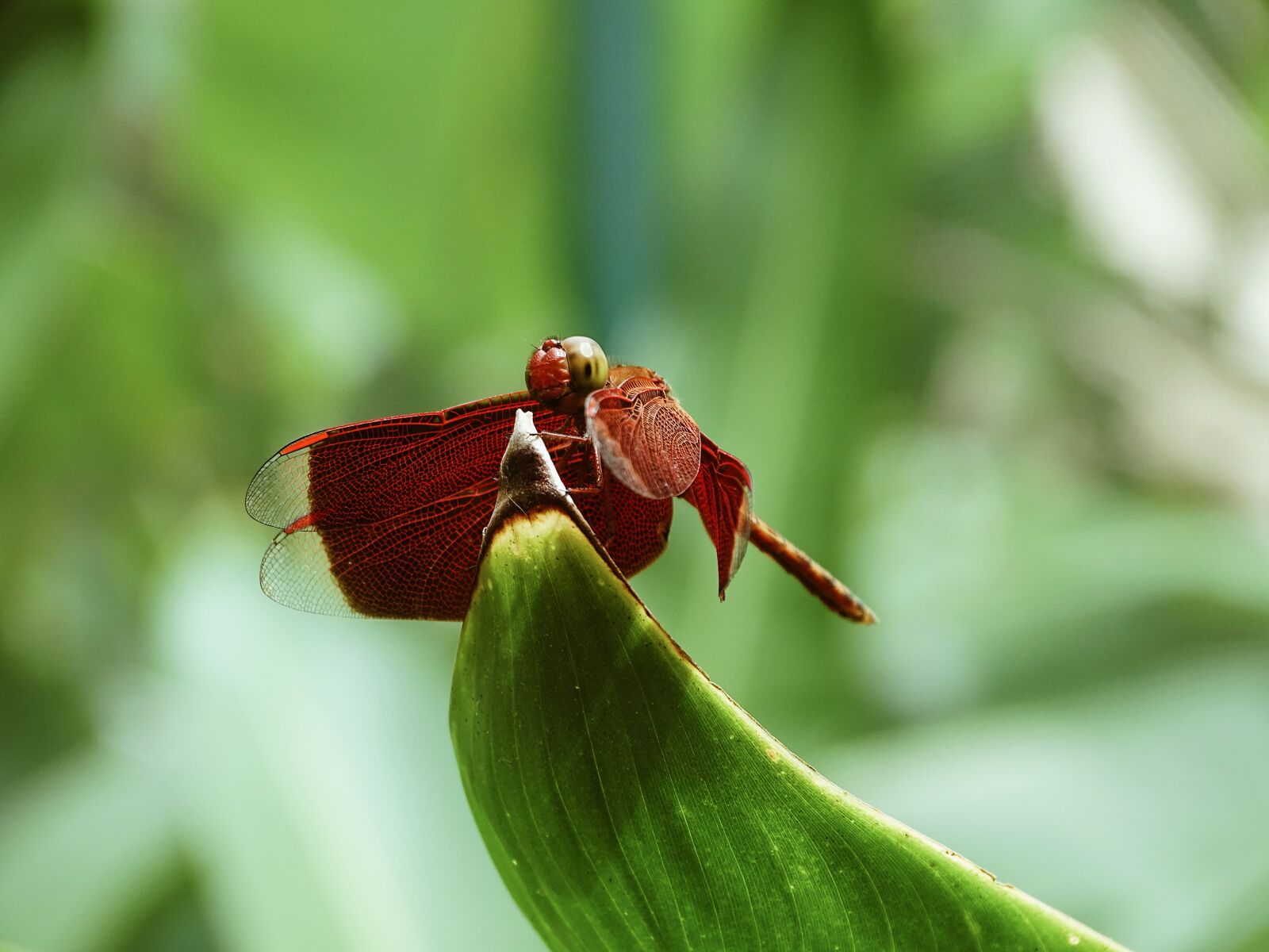 Sony Cyber-shot DSC-HX350 sample photo. Dragonfly, philippines, islands photography