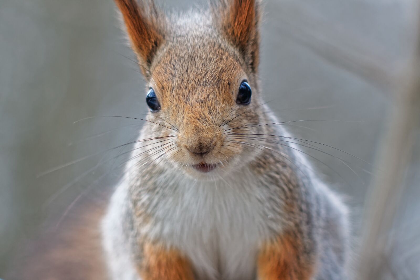 Canon EOS 500D (EOS Rebel T1i / EOS Kiss X3) sample photo. Squirrel, animal, nature photography