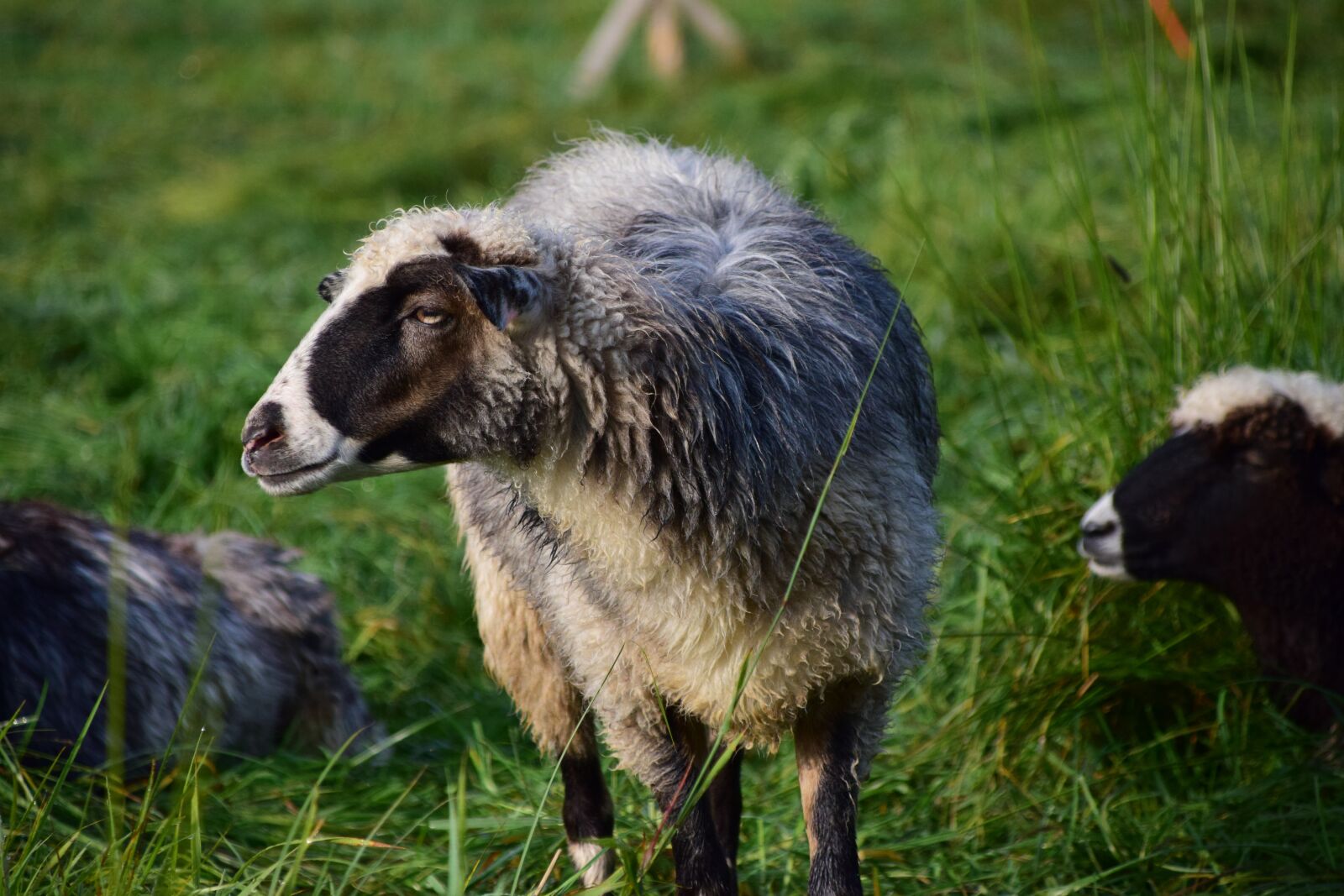 Nikon D3300 sample photo. Sheep, white, livestock photography
