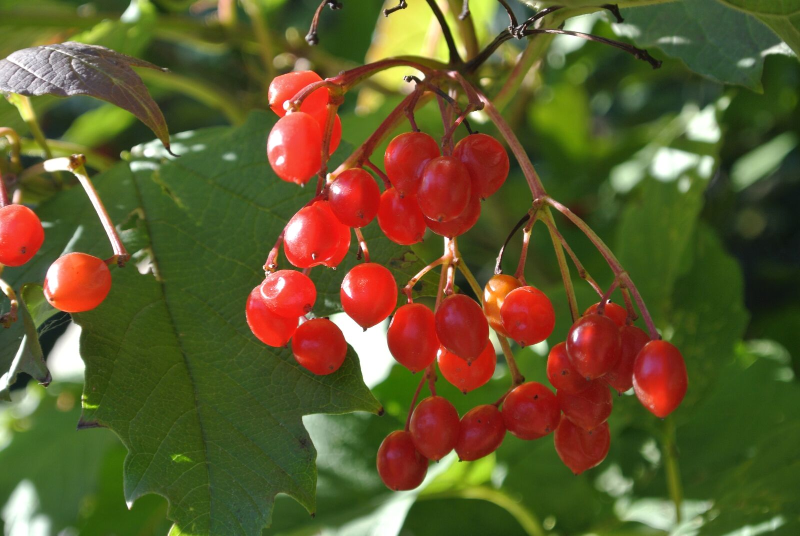 Nikon 1 J1 sample photo. Berries, red, rowanberries photography