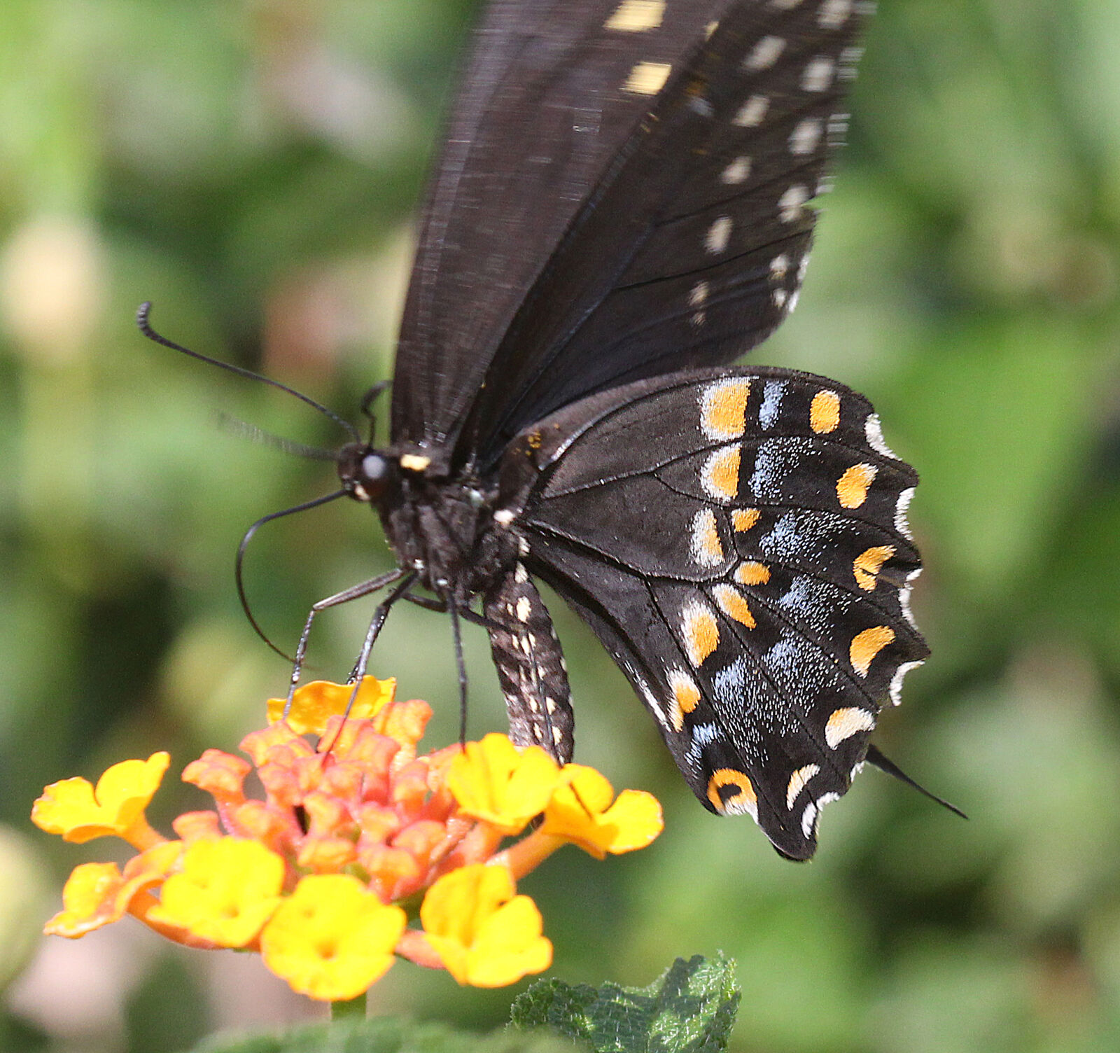 Canon EOS 650D (EOS Rebel T4i / EOS Kiss X6i) sample photo
