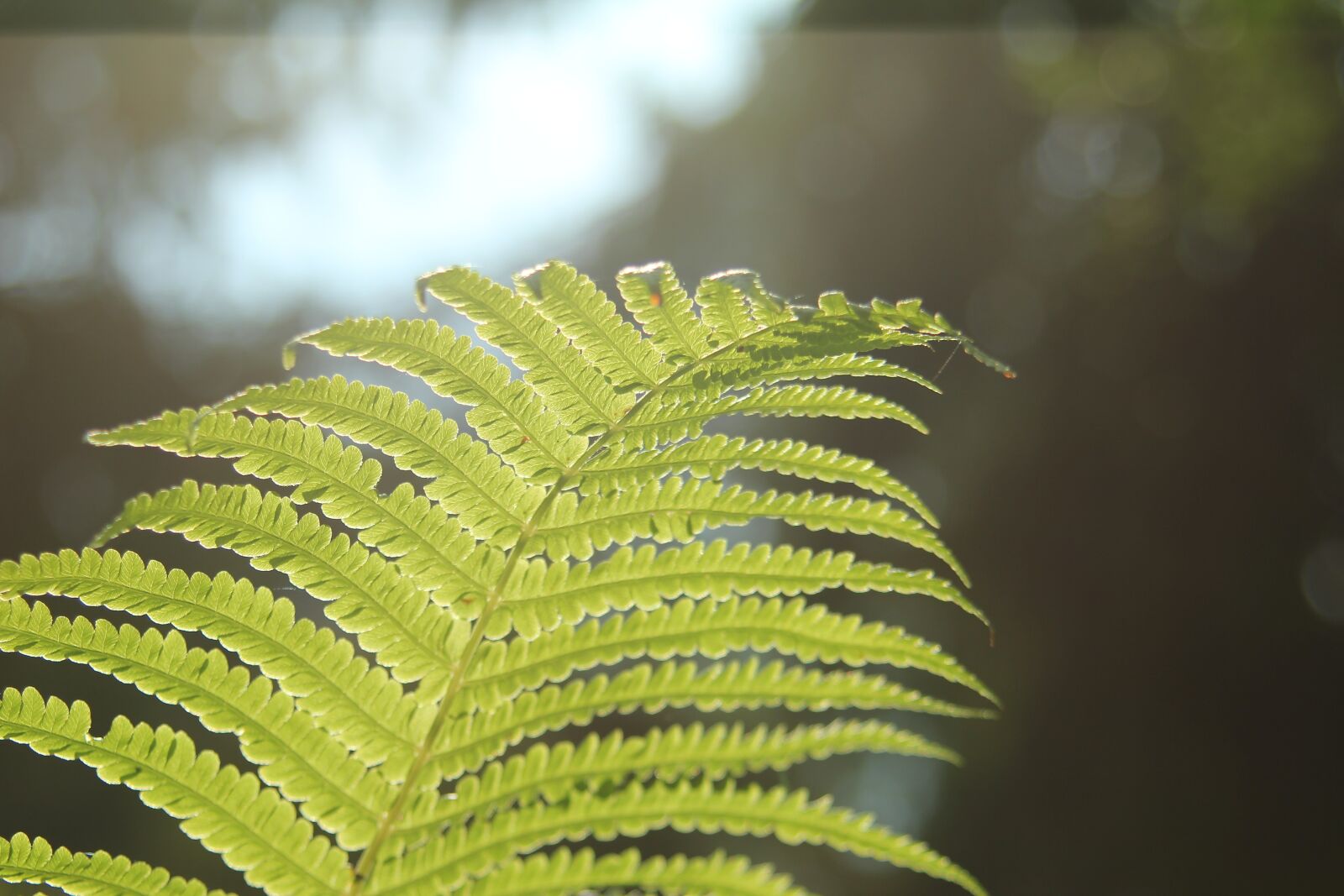 Canon EOS 550D (EOS Rebel T2i / EOS Kiss X4) sample photo. Leaf, flora, nature photography