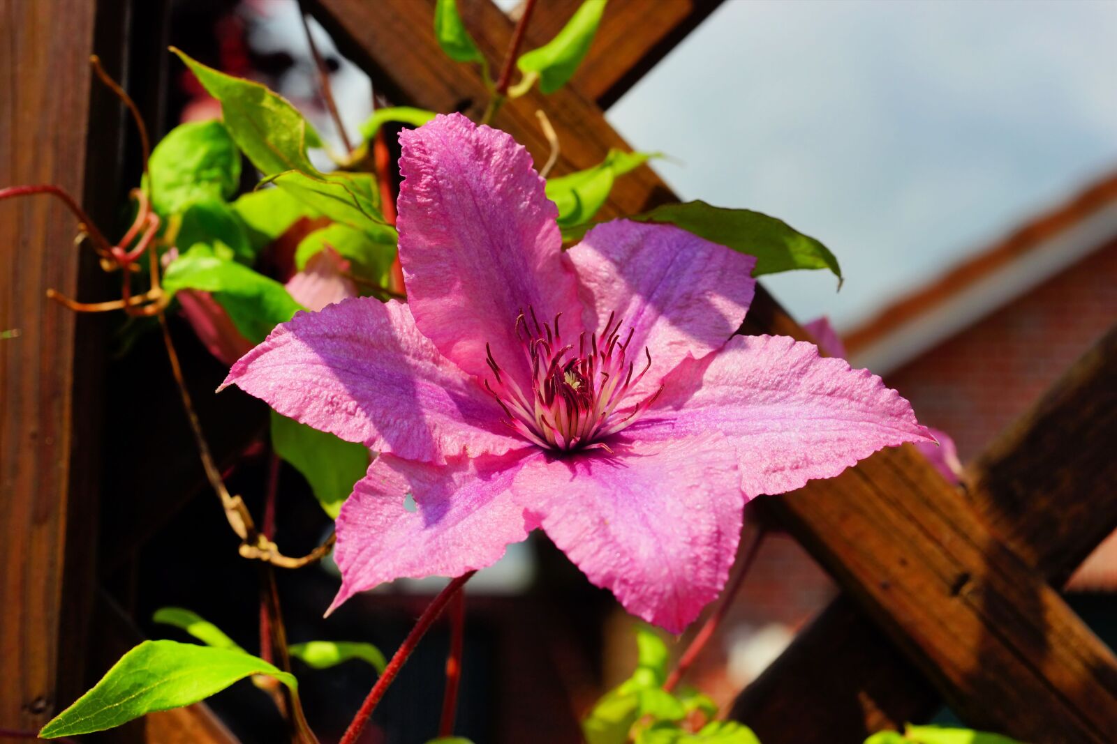 Sony a99 II sample photo. Blossom, bloom, flower photography