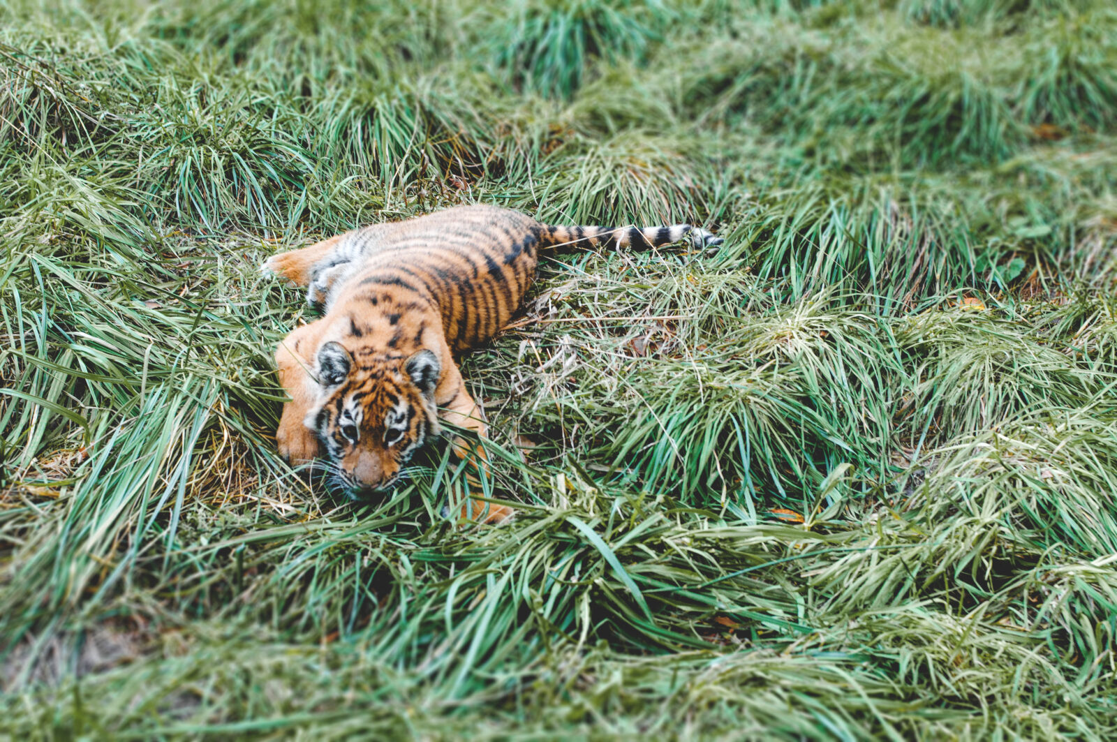 Nikon D90 + Nikon AF-S Nikkor 50mm F1.8G sample photo. Animal, cat, cub, grass photography