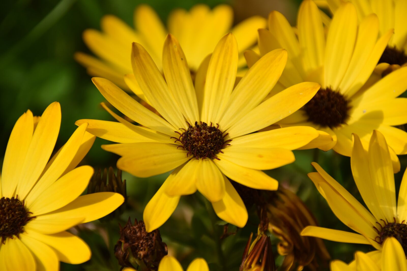 Nikon D5600 sample photo. Flower, yellow flowers, petals photography