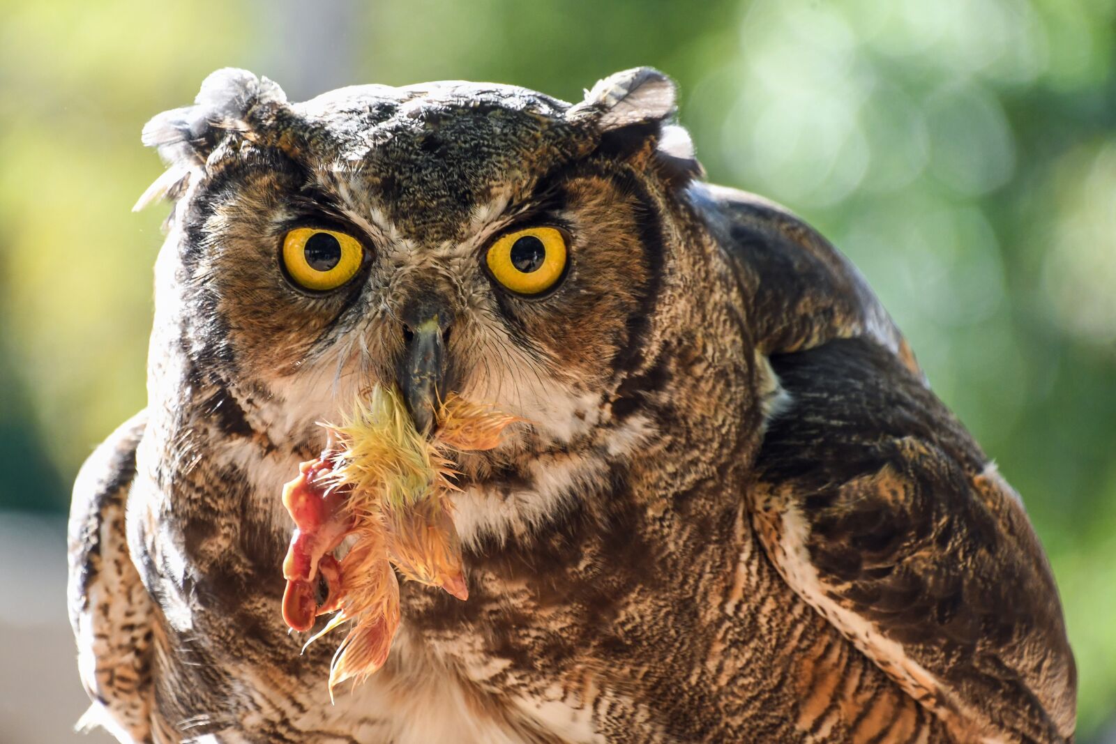 Nikon D500 sample photo. Owl, grand duke, prey photography