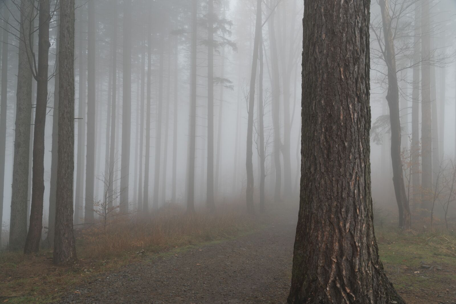 Sony a6300 + Sony E PZ 18-105mm F4 G OSS sample photo. Forest, tree, the fog photography