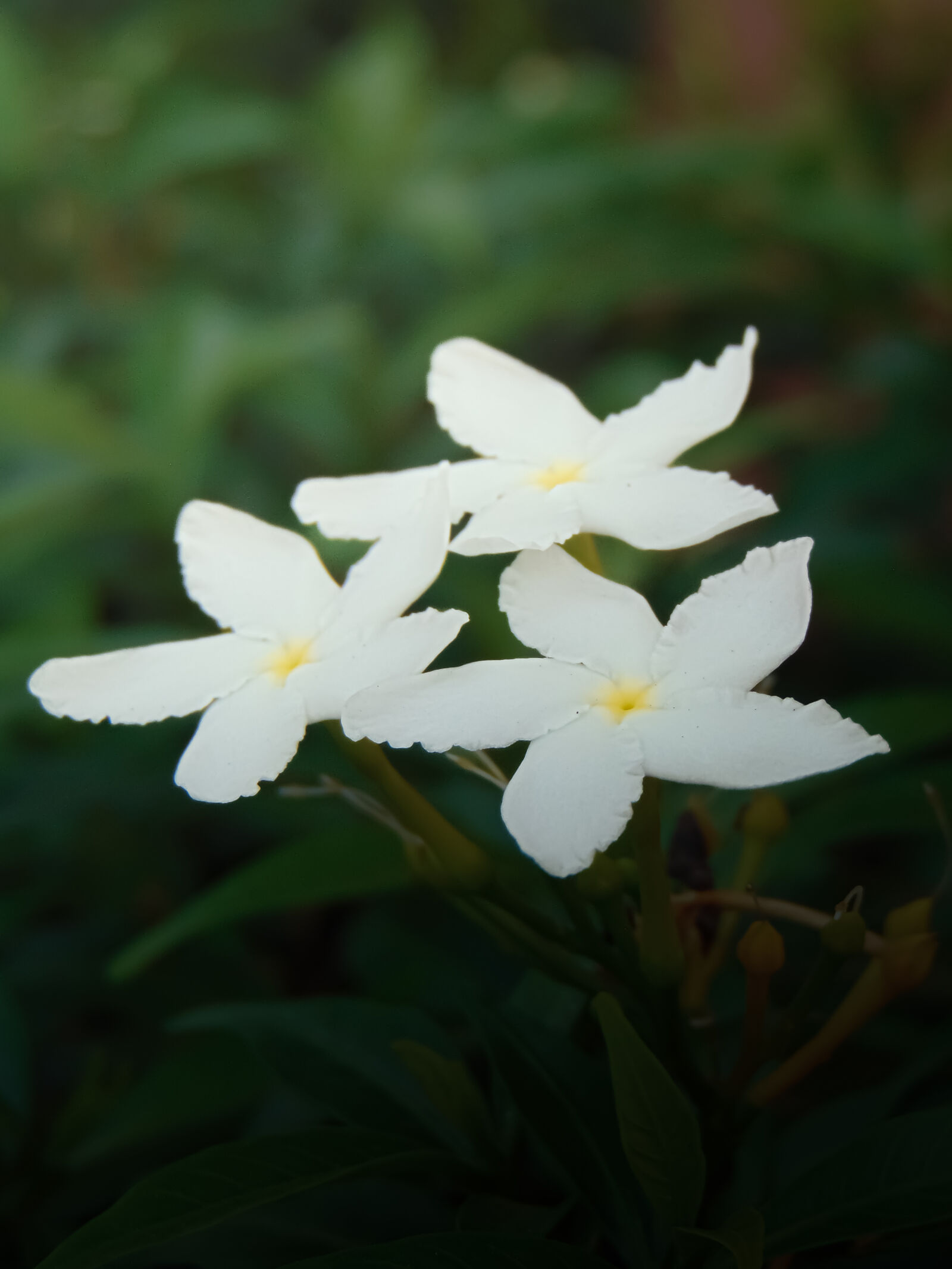 Sony Cyber-shot DSC-H300 sample photo