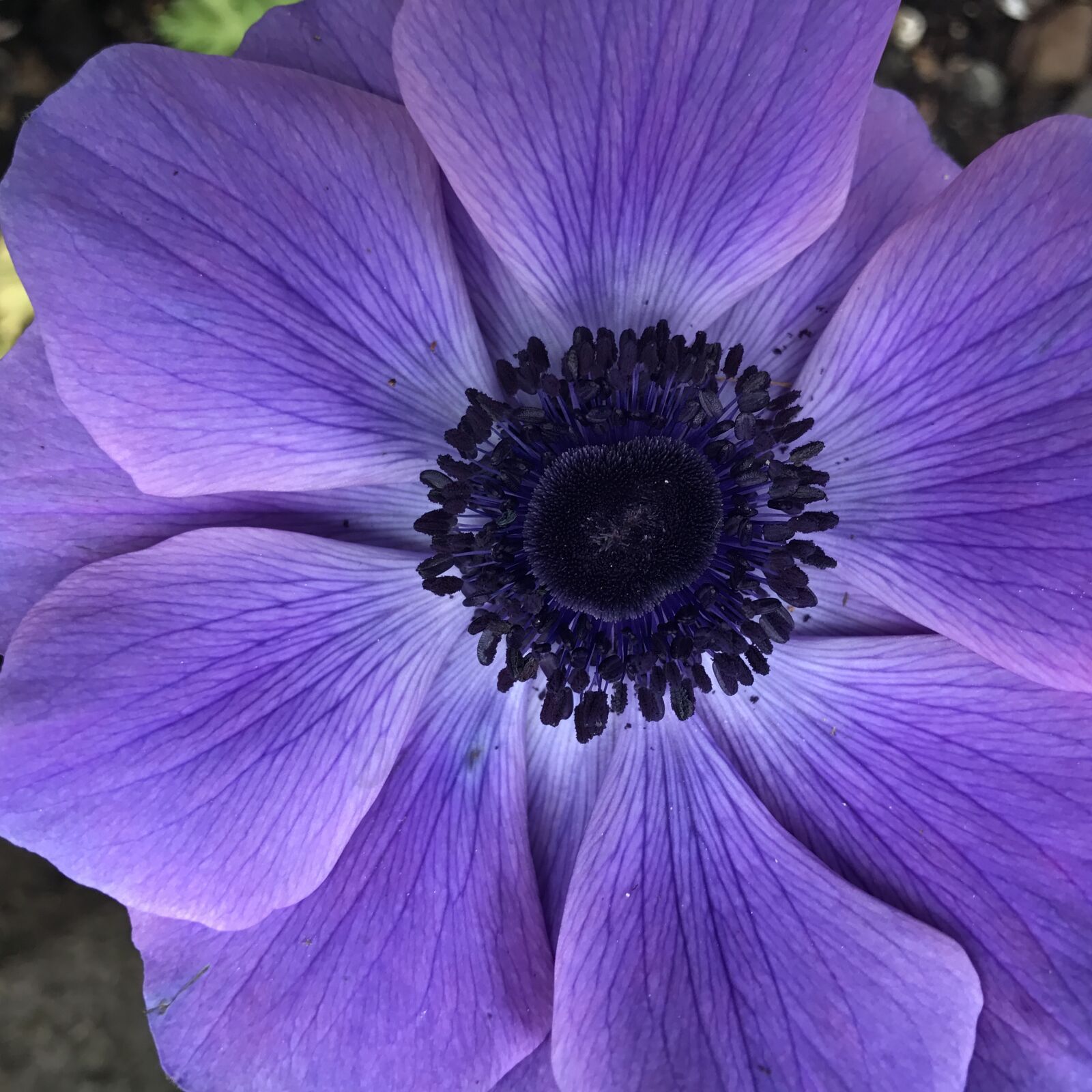 Apple iPhone 7 sample photo. Anemone, flower, purple photography