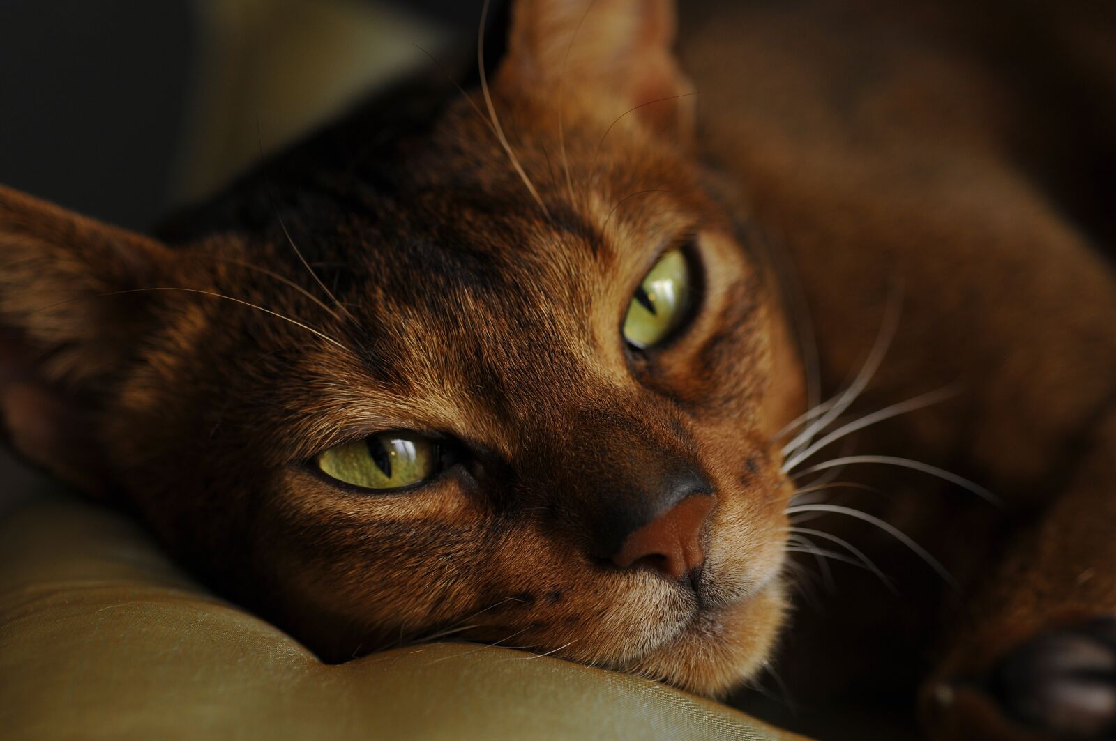 Nikon D300 sample photo. Cat, abyssinian, muzzle cat photography