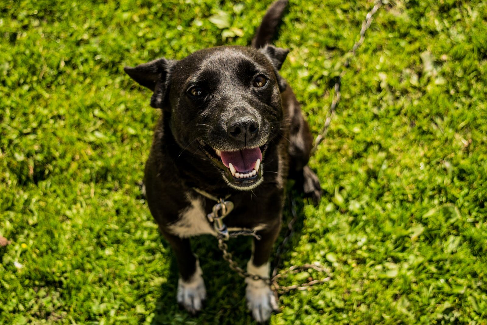Nikon D3300 sample photo. Dog, the language of photography