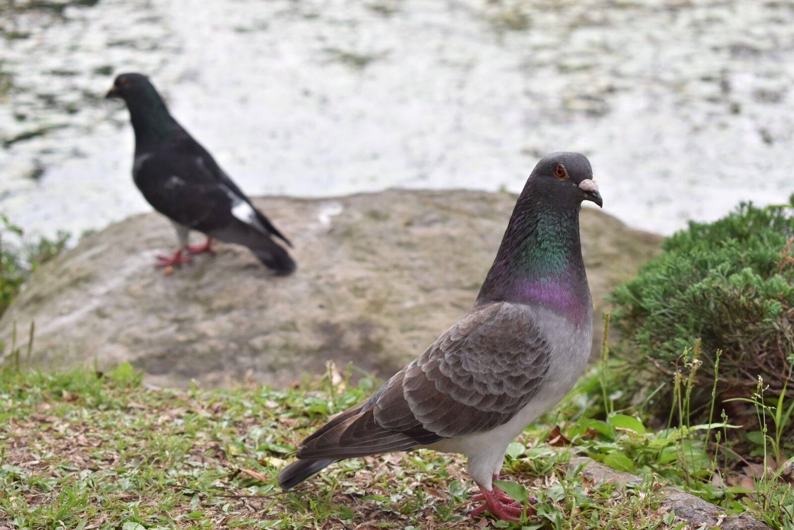 Nikon D3400 sample photo. Birds, nature, spring photography