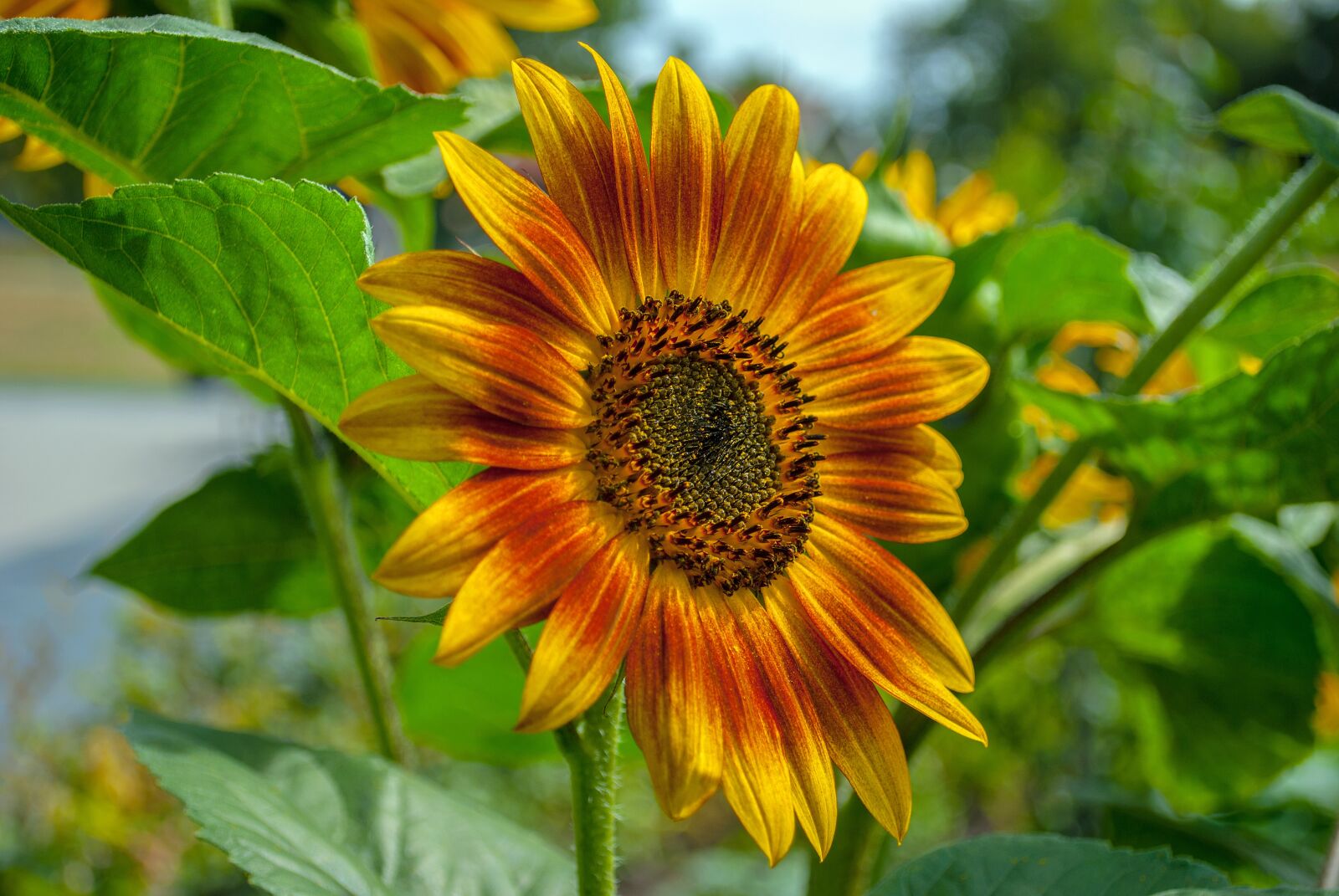 Nikon D3000 sample photo. Sunflower, summer, nature photography