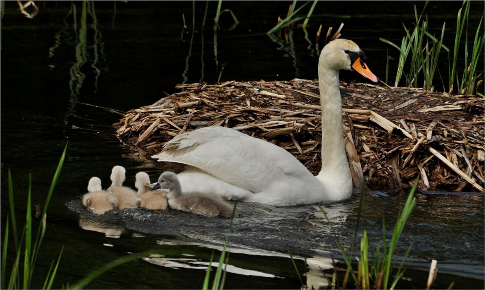 Nikon D90 sample photo. Waters, bird, swans photography
