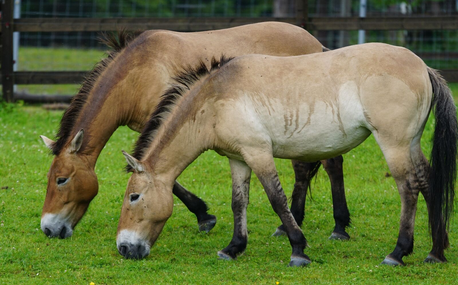 Sony ILCA-77M2 + Sony 70-400mm F4-5.6 G SSM sample photo. Przewalski, wild horse, horse photography