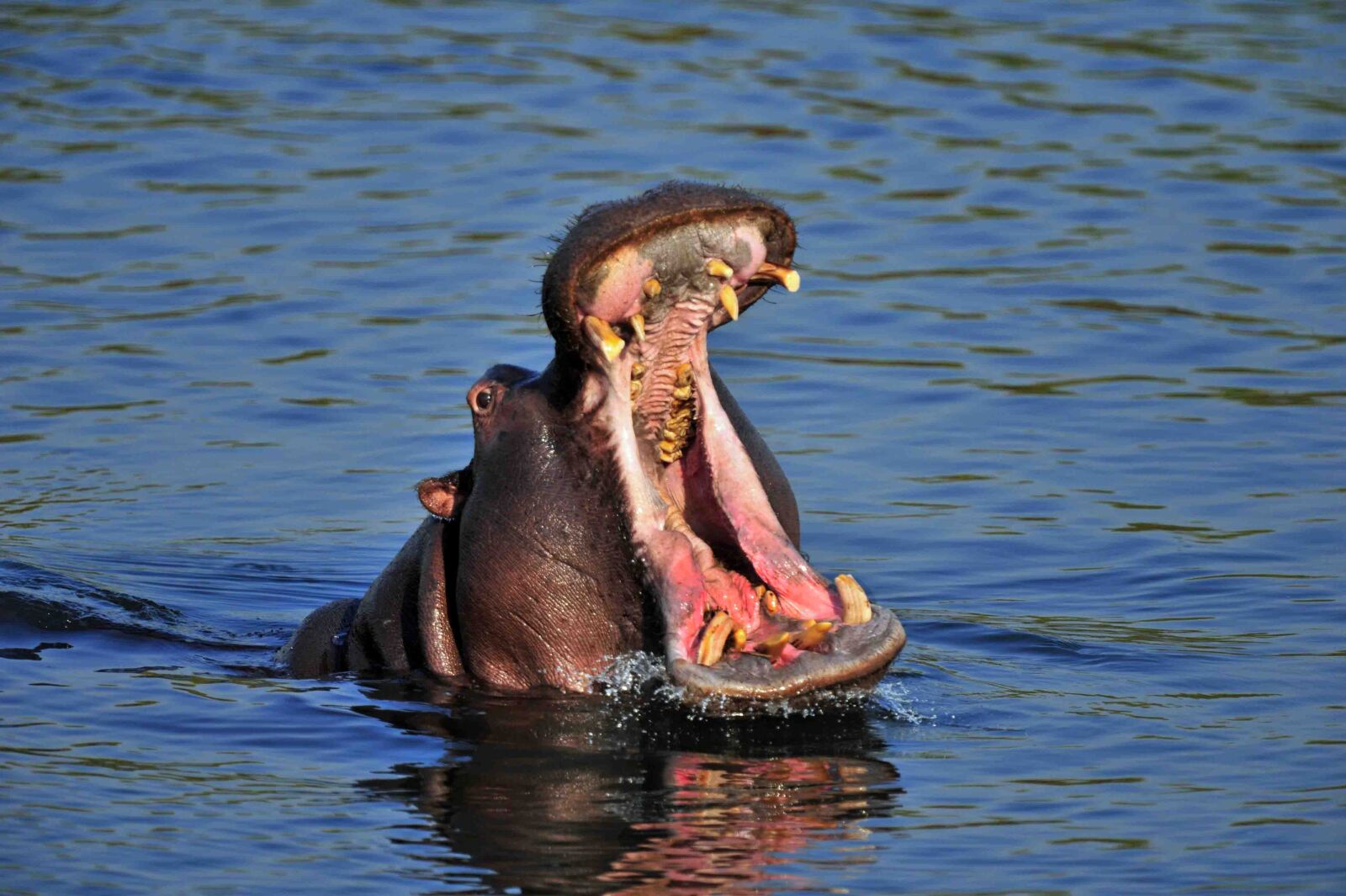 Nikon D3S sample photo. Hippopotamus, mouth, wild, wild photography