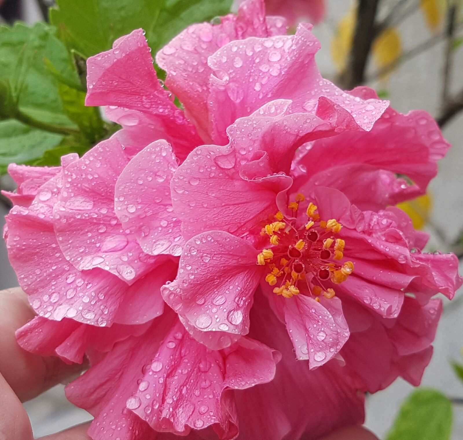 Samsung Galaxy S7 sample photo. Flower, water, rain photography