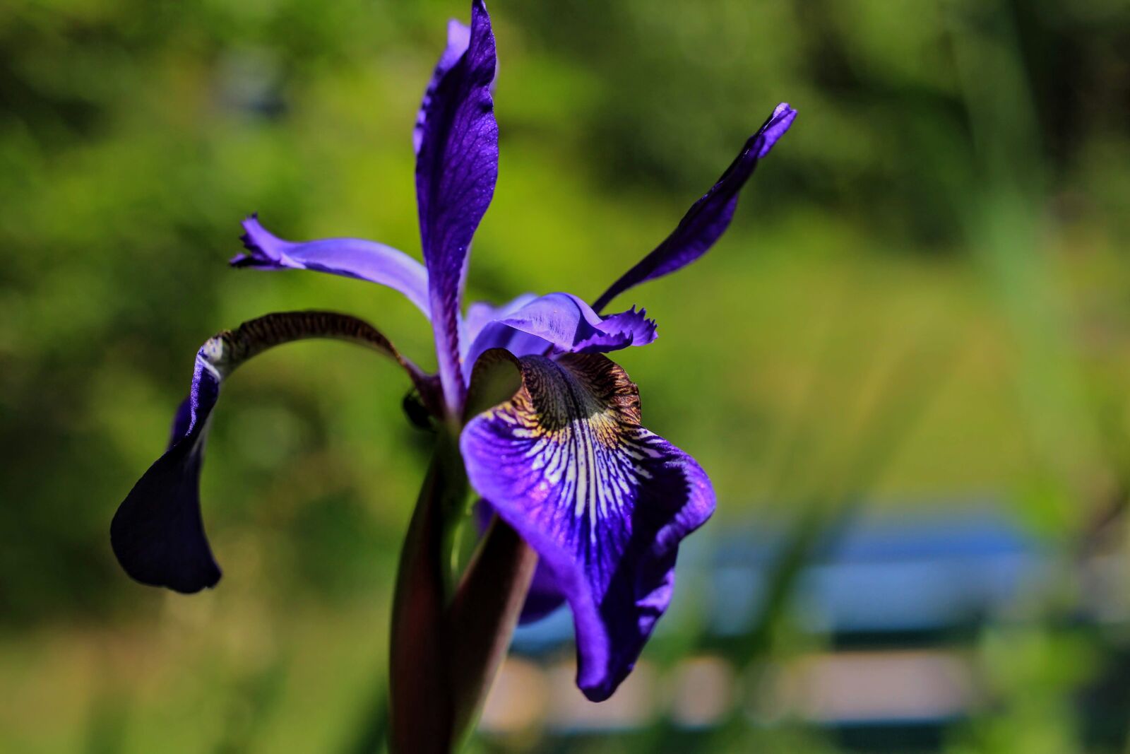 Canon EF-S 35mm F2.8 Macro IS STM sample photo. Iris, blossom, bloom photography