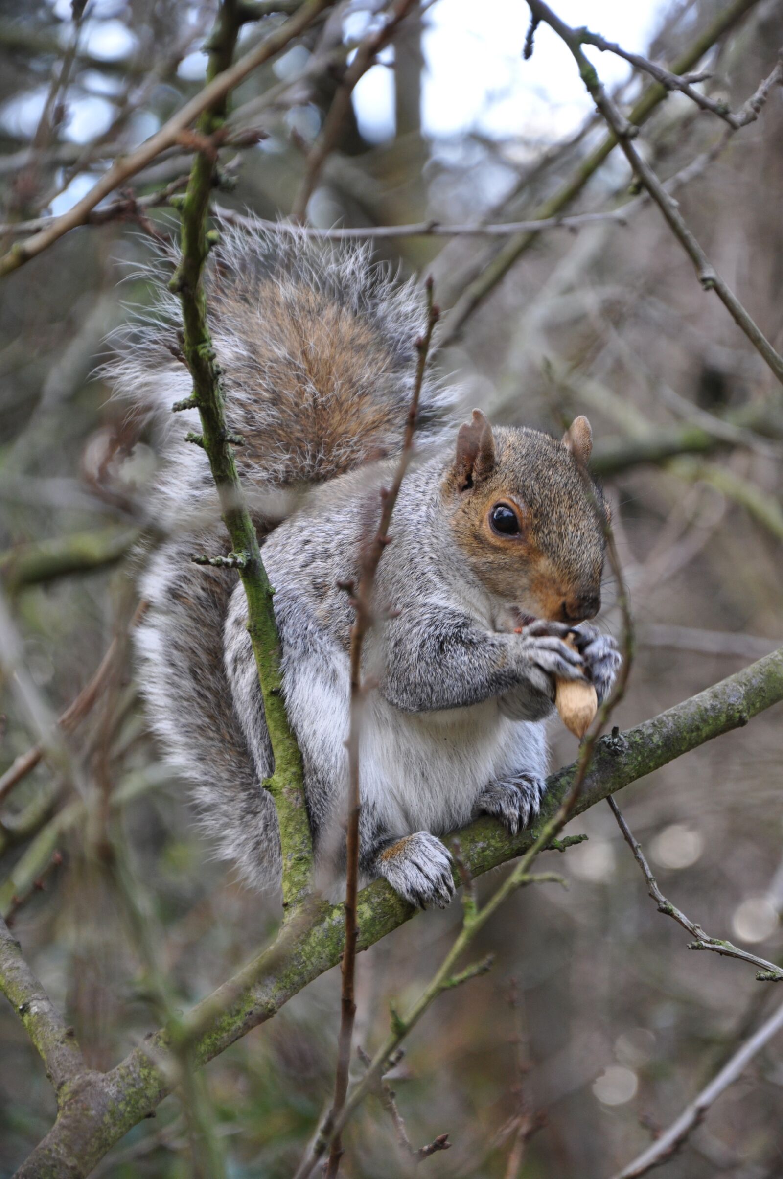Nikon D90 sample photo. The squirrel, gray squirrel photography