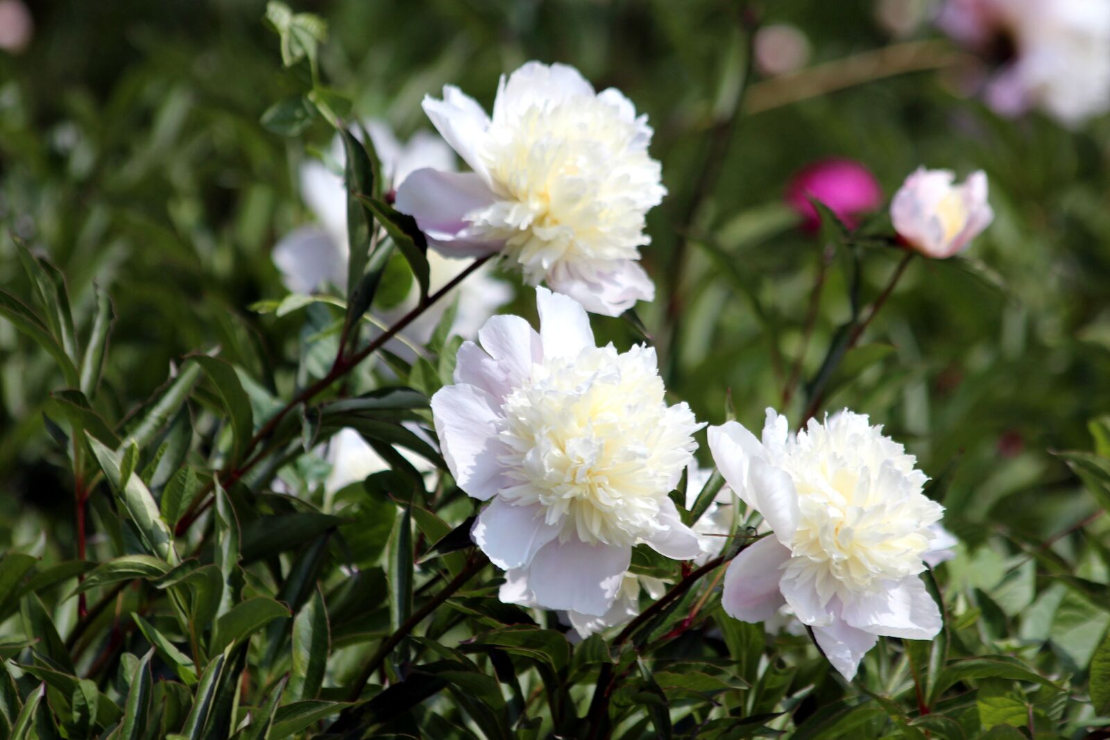 Canon EOS 650D (EOS Rebel T4i / EOS Kiss X6i) sample photo. Peonies, flowers, bloom photography