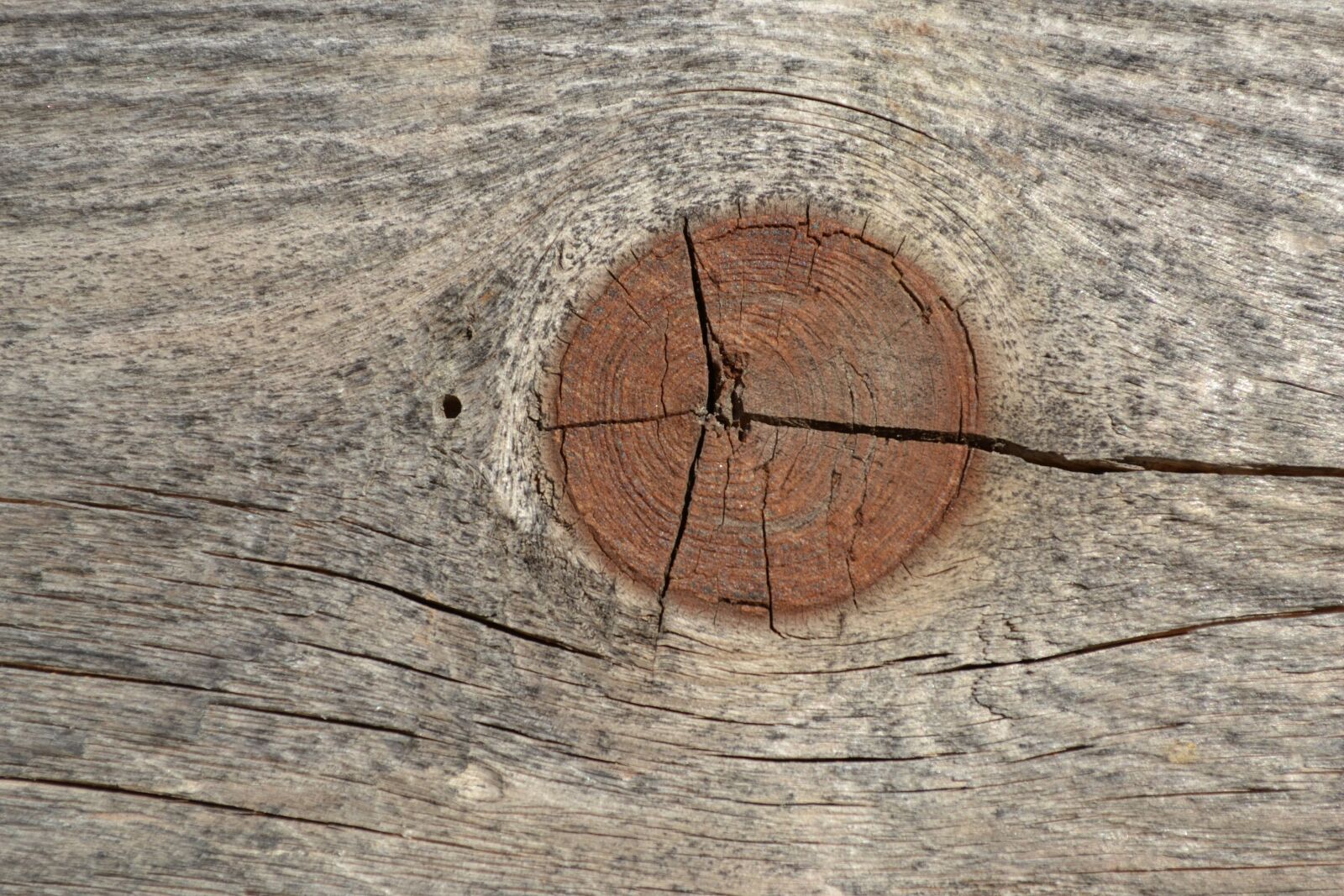 Nikon D3100 sample photo. Crack, node, wood photography