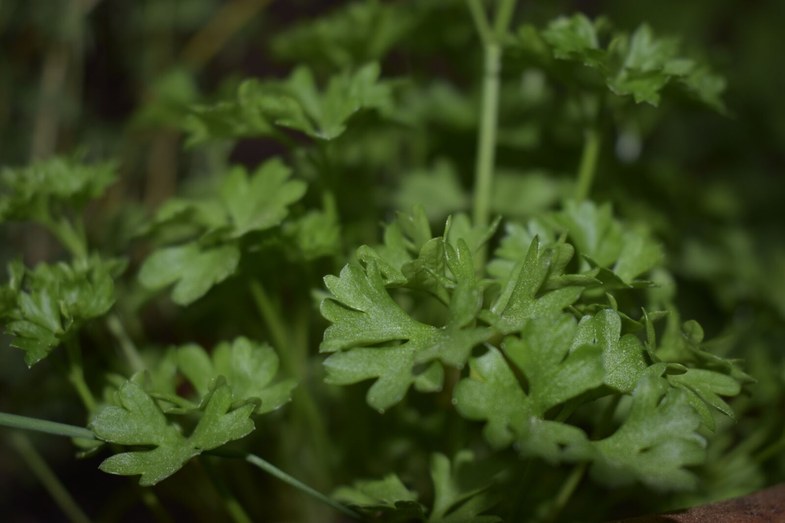 Nikon D3400 sample photo. Herb, rozstlina photography