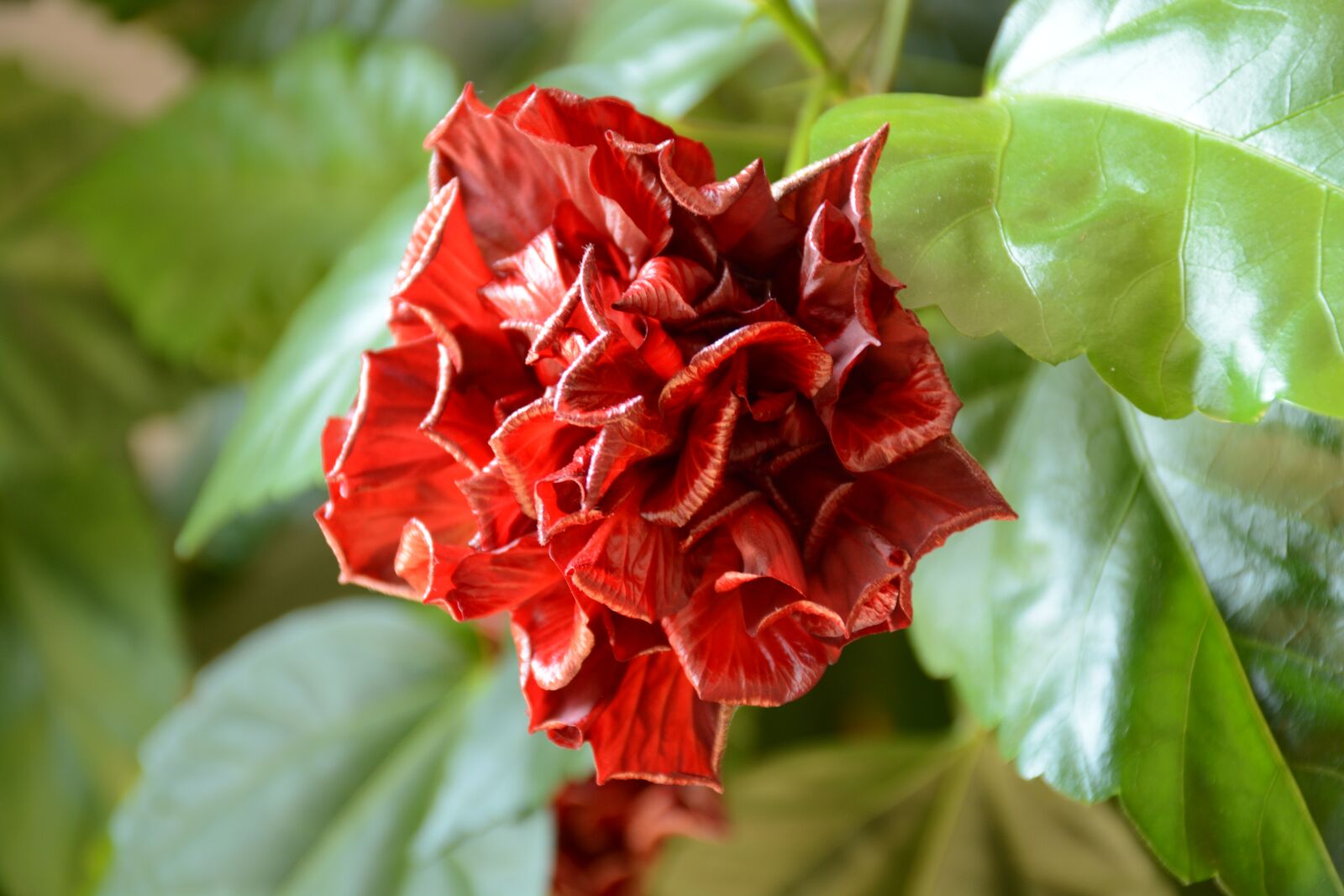Nikon D7100 sample photo. Hibiscus, red, flower photography