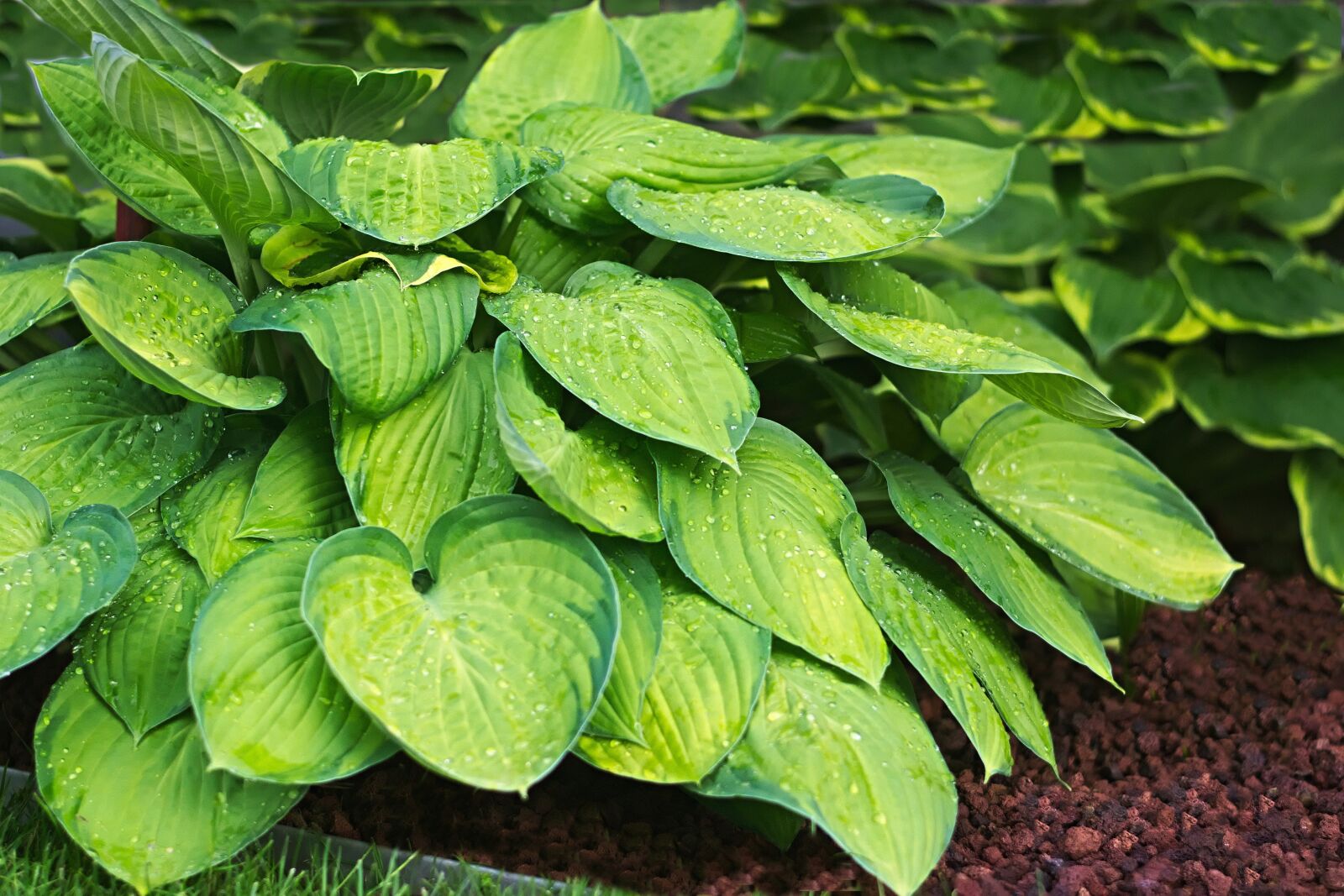 Nikon D3300 sample photo. Plantain lily, yellow green photography
