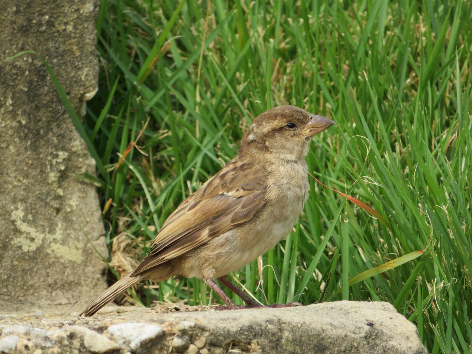 Canon PowerShot SX720 HS sample photo. Sparrow, bird, nature photography