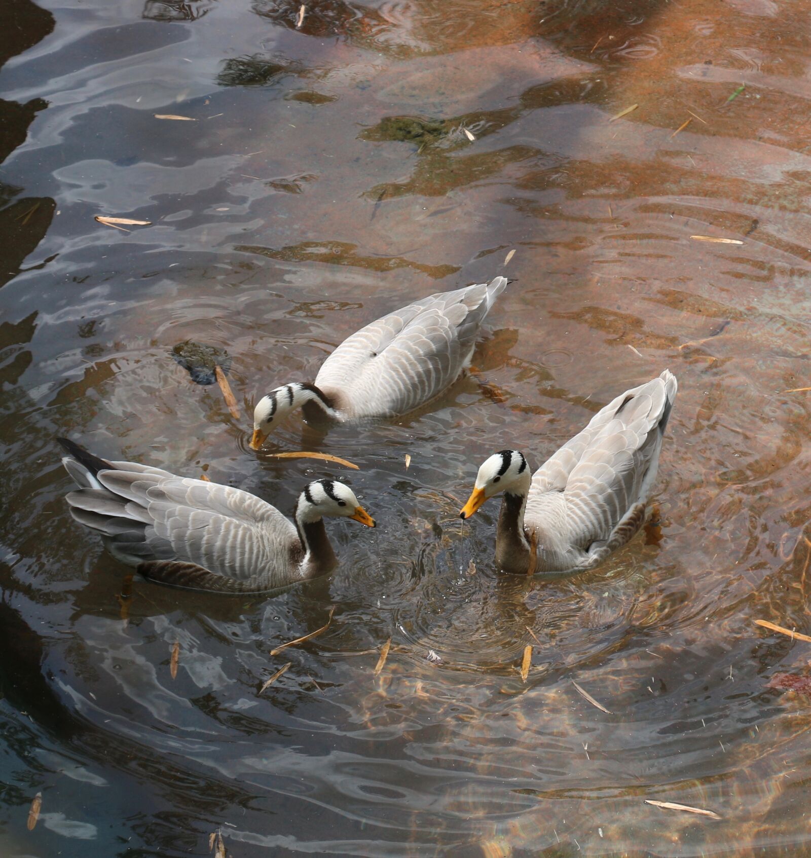 Canon EOS 70D sample photo. Ducks, photo taken at photography
