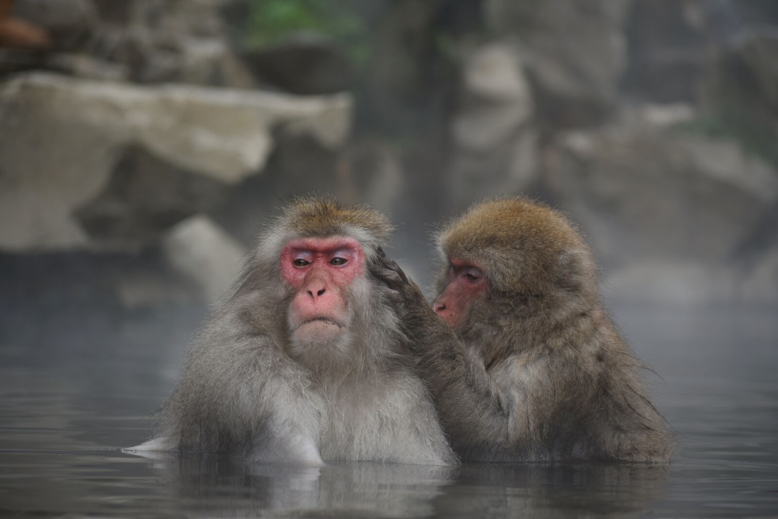 Nikon D7200 sample photo. Animal, monkey, baby japanese photography