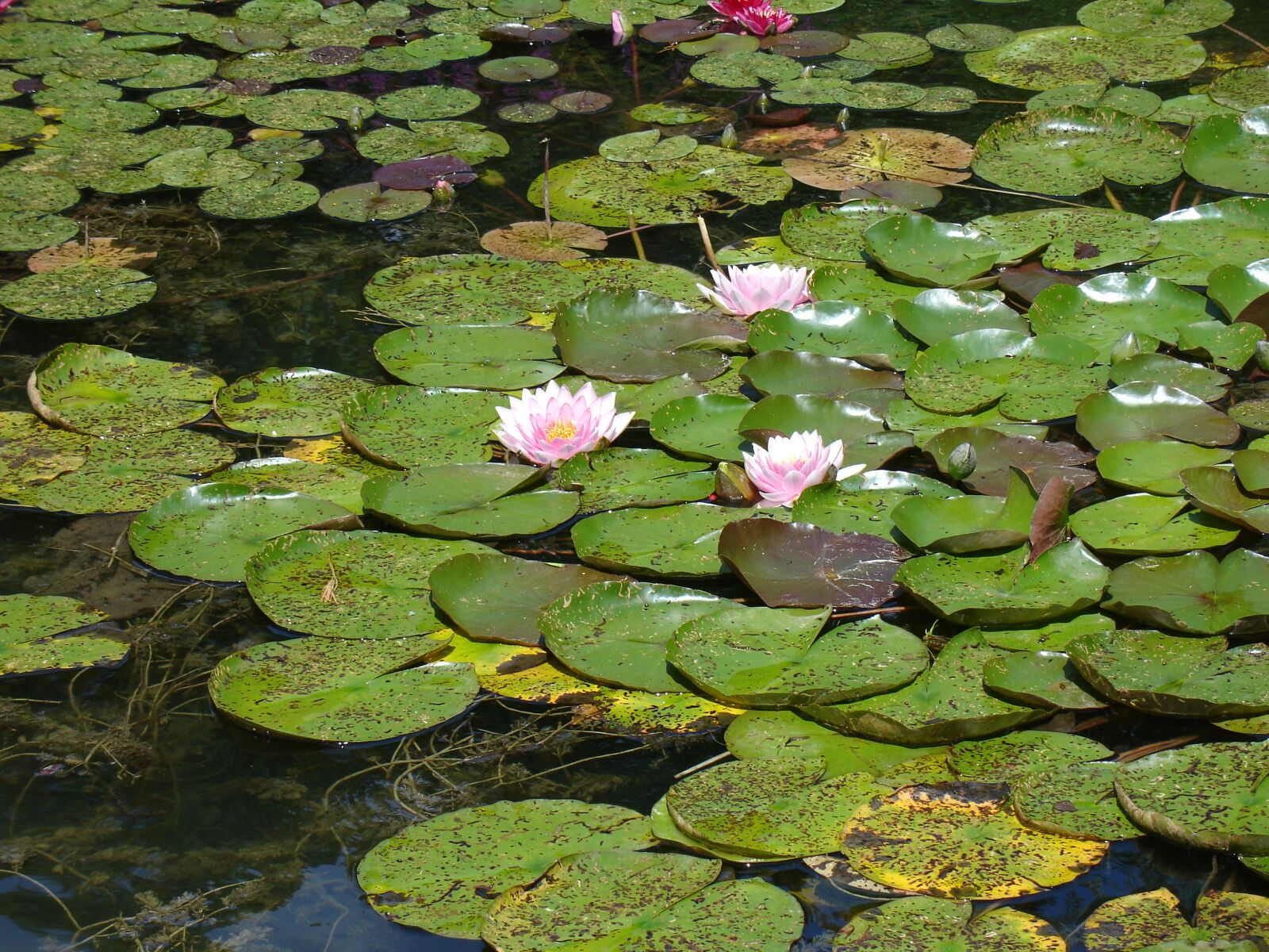 Sony DSC-V3 sample photo. Puddle, lotus, aqua table photography