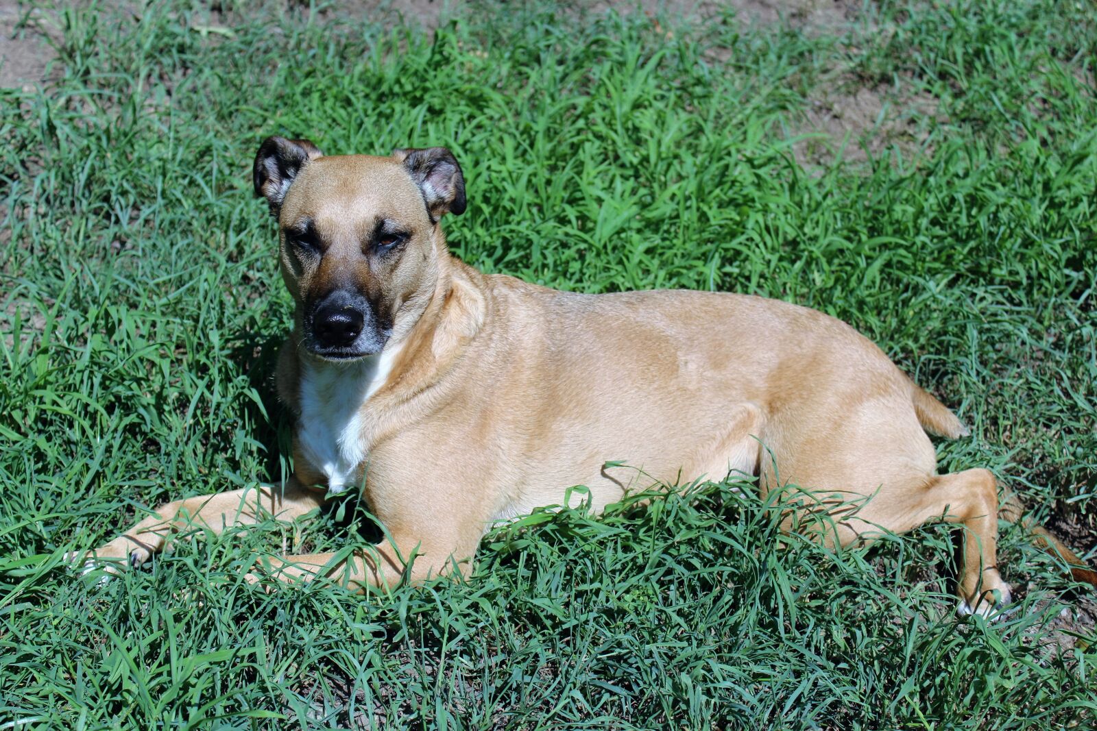 Canon EOS 1200D (EOS Rebel T5 / EOS Kiss X70 / EOS Hi) sample photo. Brown, dog, grass, laying photography